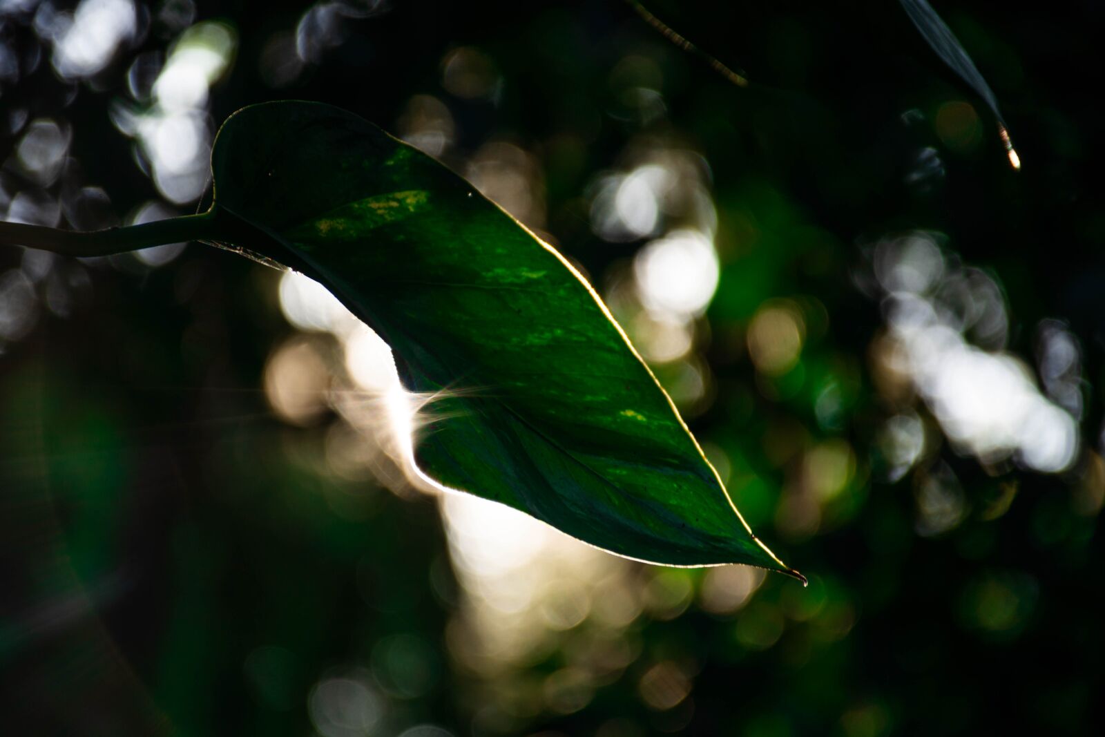 Nikon D7200 sample photo. Sunset, tree, nature photography