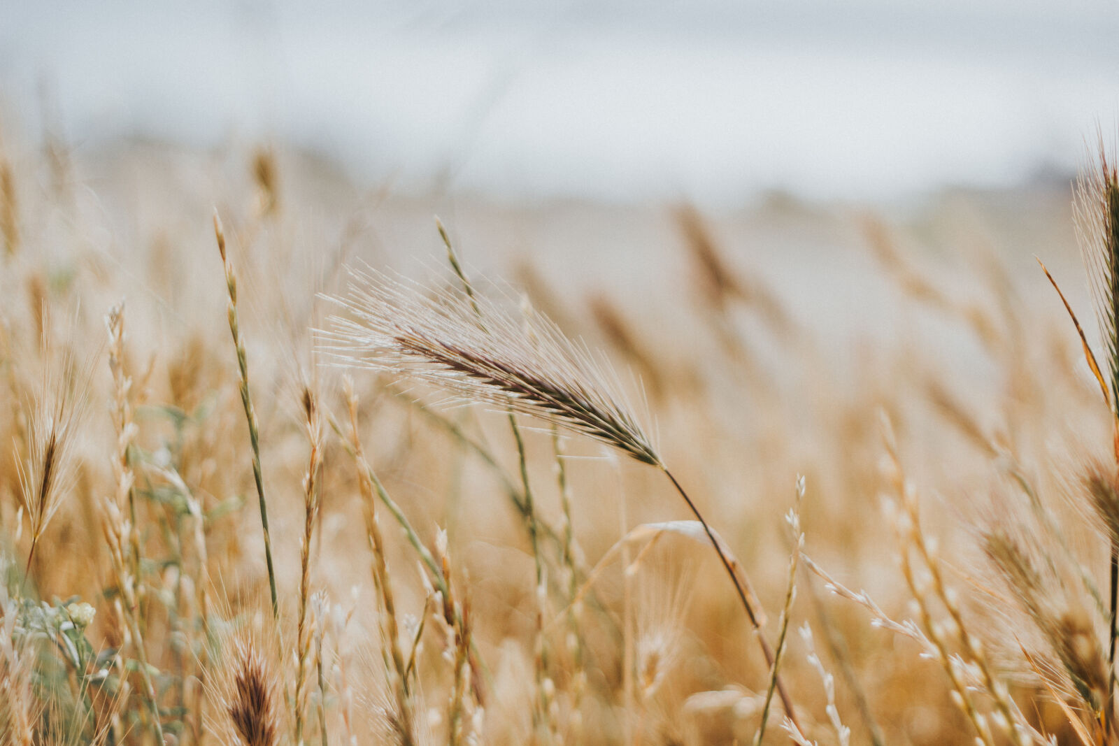 Canon EOS 550D (EOS Rebel T2i / EOS Kiss X4) sample photo. Agriculture, blur, close, up photography