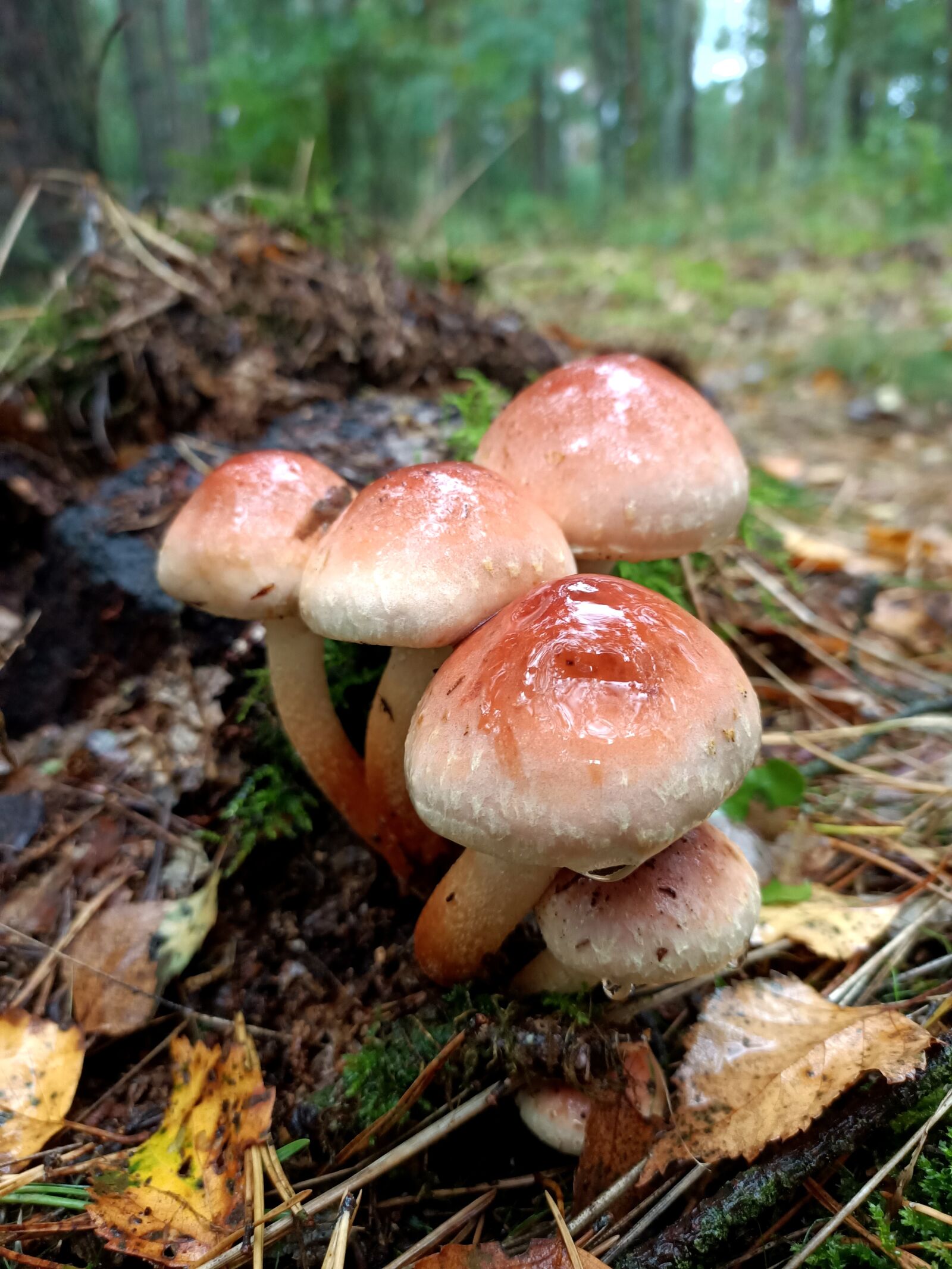 OPPO RENO3 sample photo. Mushrooms, forest, amanita photography