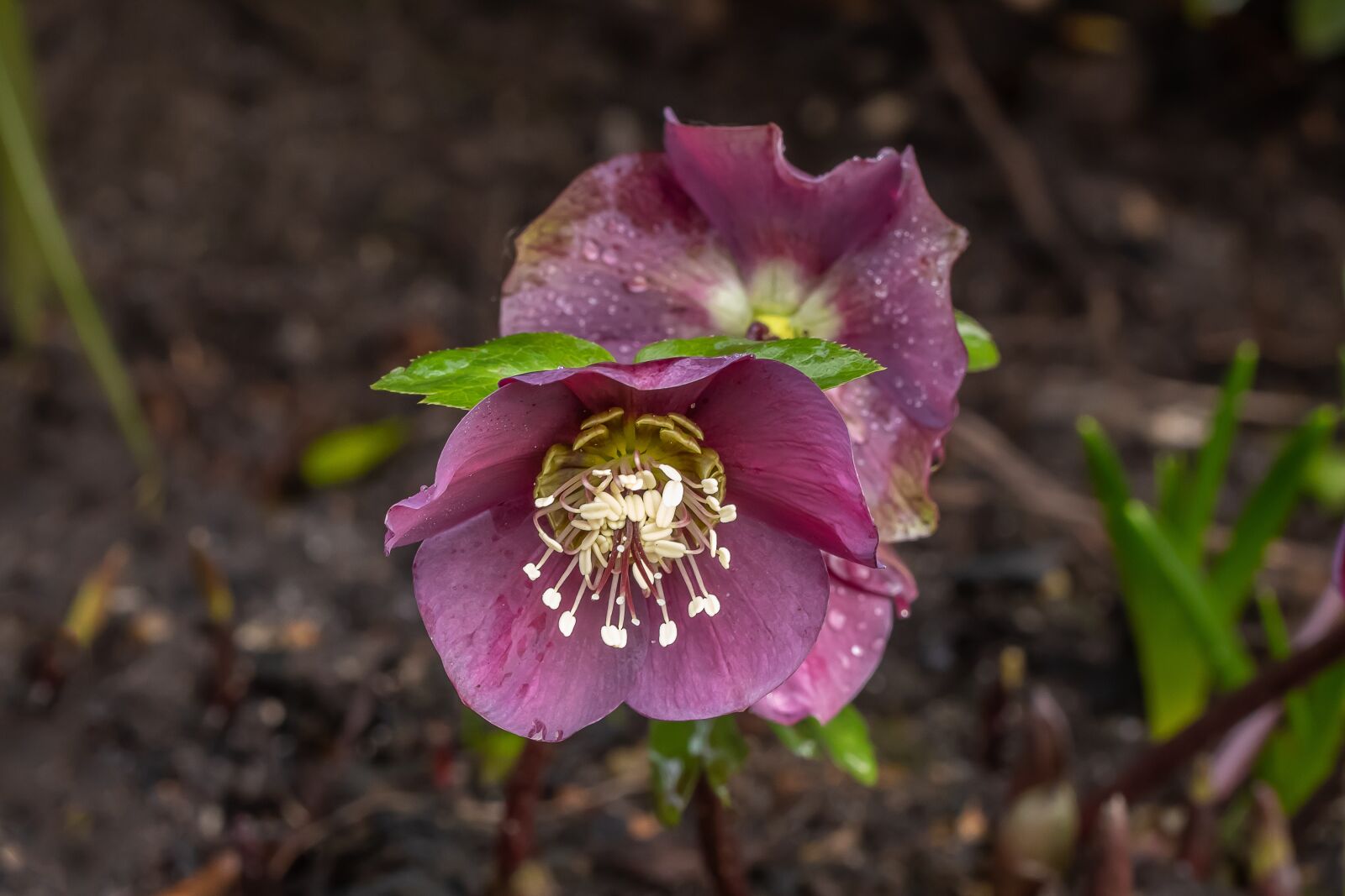 Canon EOS 80D sample photo. Christmas rose, flower, winter photography