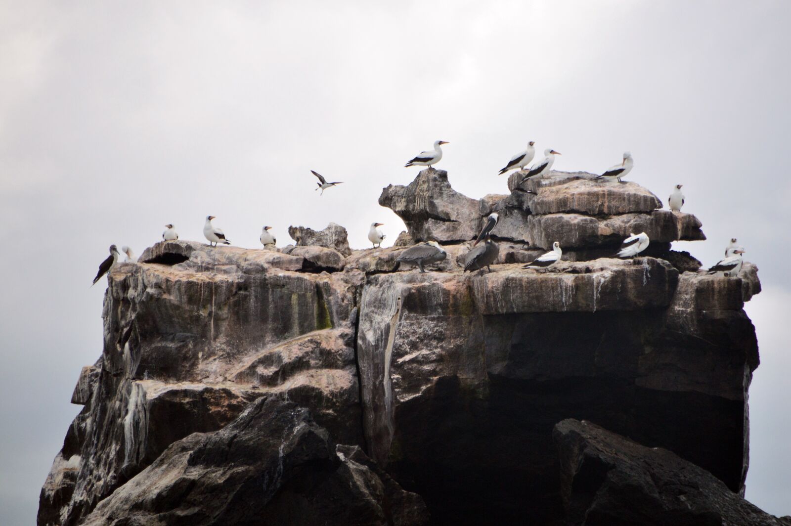 Nikon D3200 sample photo. Birds, rock, galápagos photography