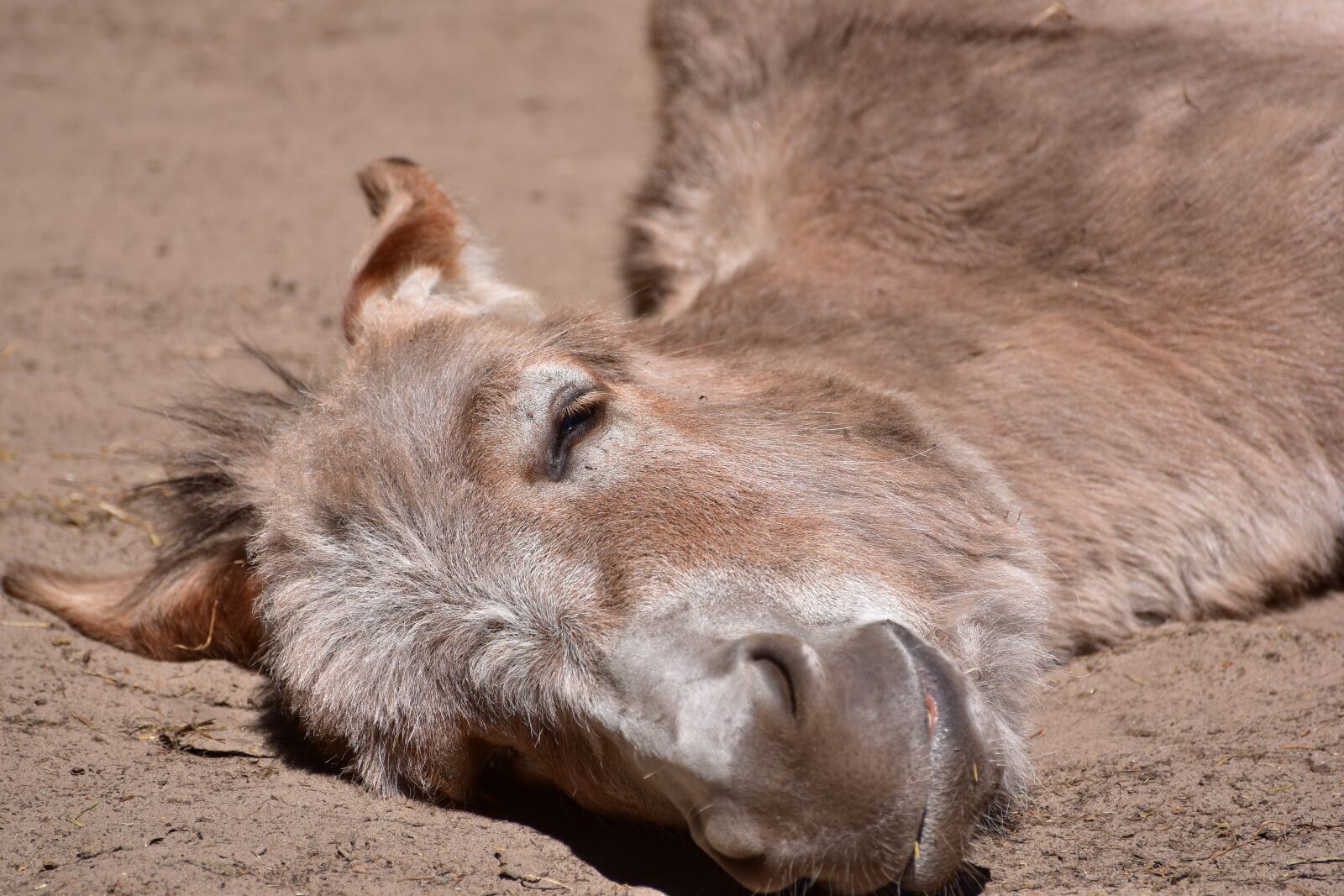 Nikon D5600 sample photo. Donkey, concerns, tired photography