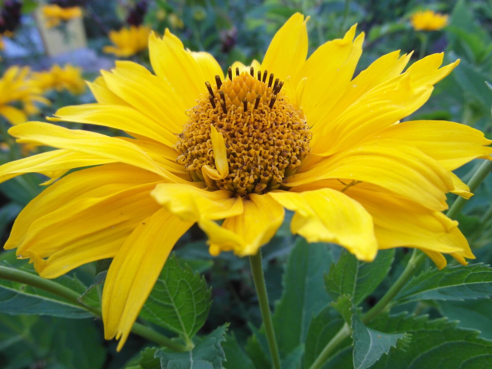 Samsung WB750 sample photo. S oneczniczek rough, z photography