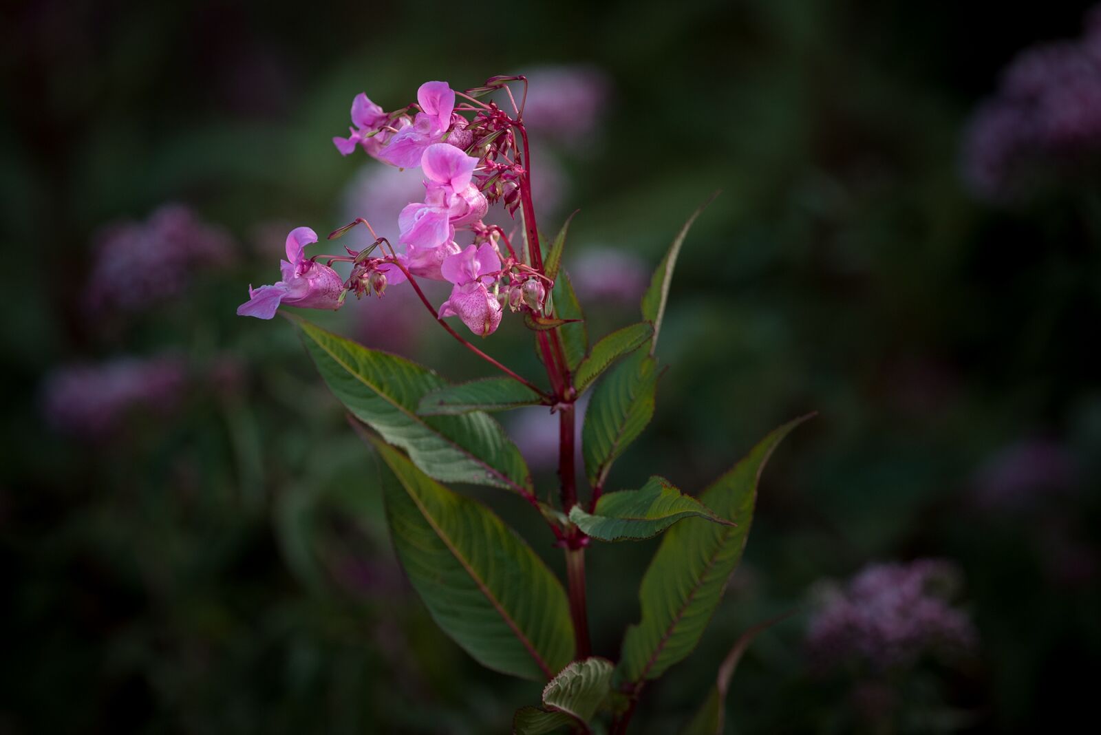Nikon D750 sample photo. Balsam, balsaminengewaechs, himalayan balsam photography