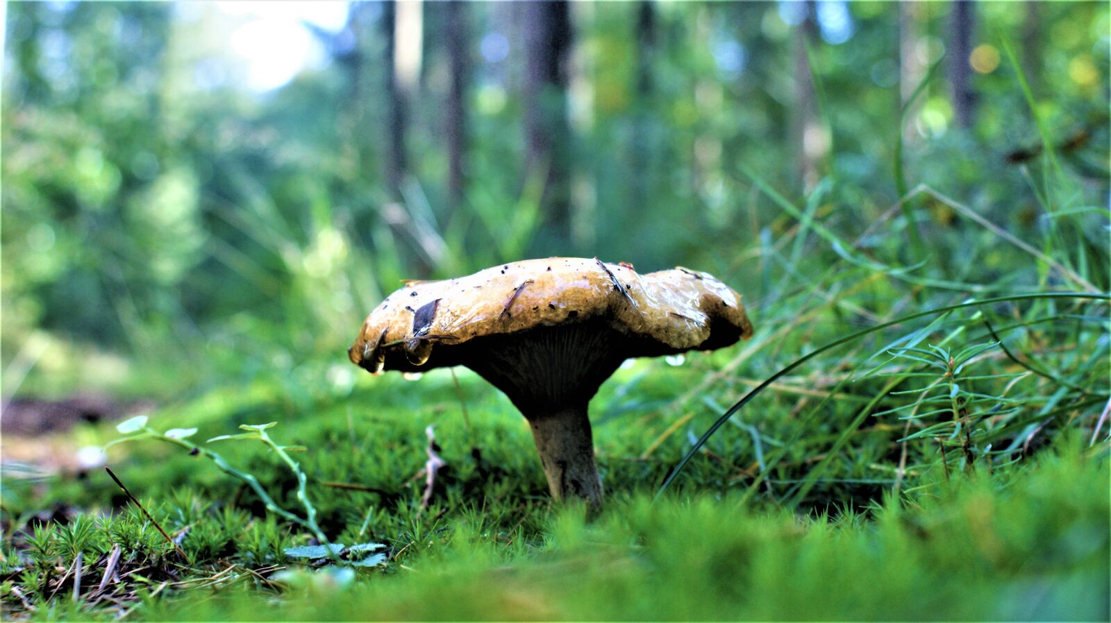 Sony Alpha DSLR-A350 sample photo. Mushroom, nature, forest photography