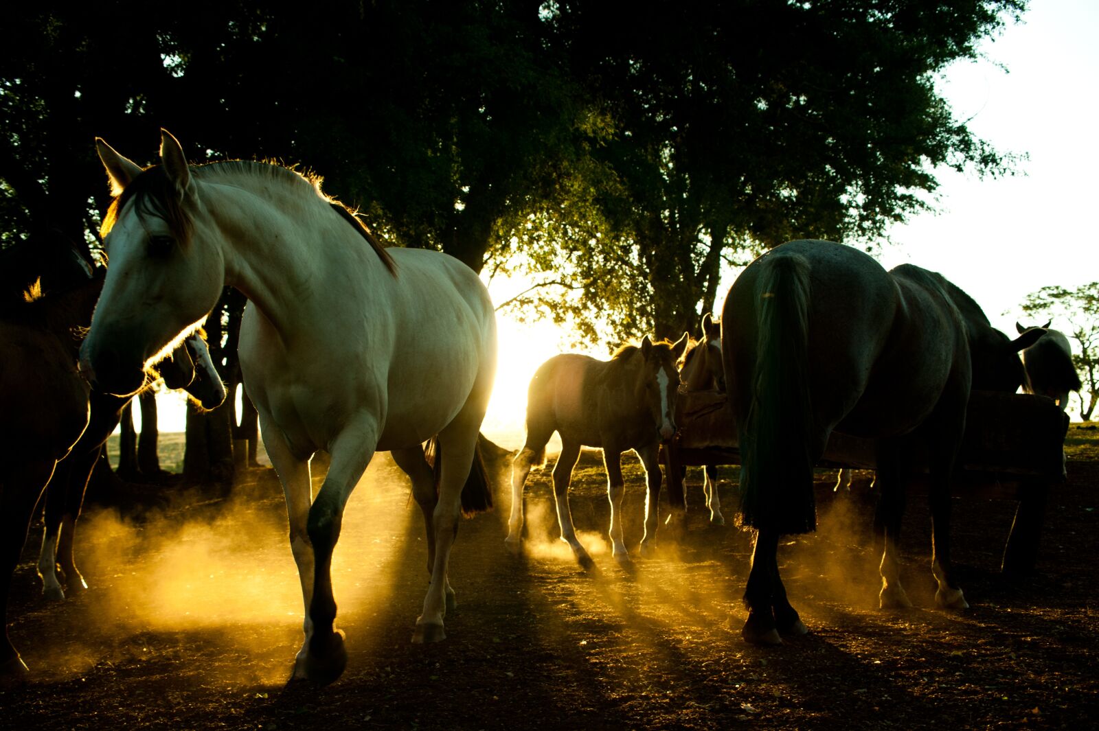 Nikon D700 sample photo. Rodeo, farm, rural photography
