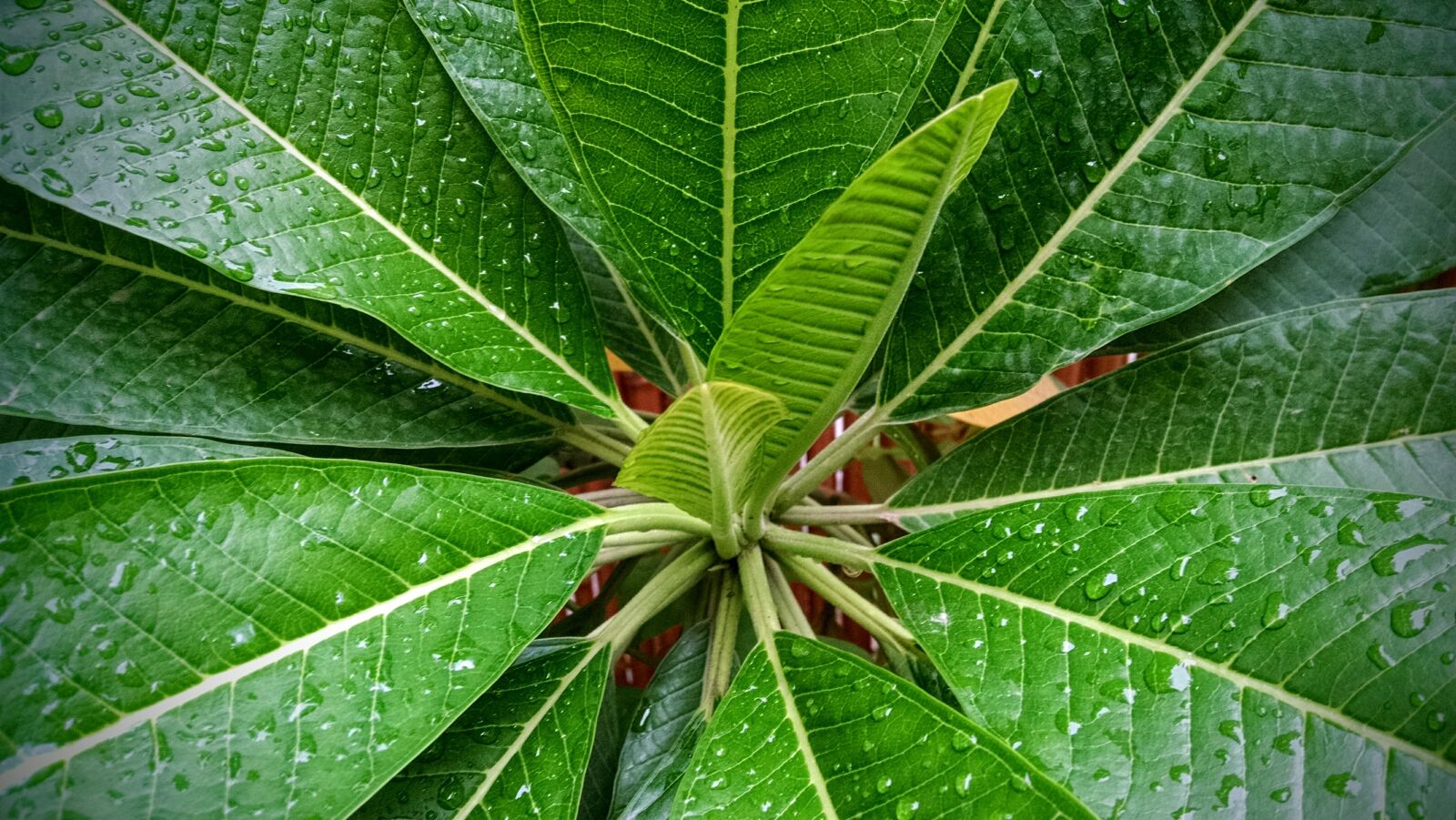 Motorola Moto X (1st Gen) sample photo. After rain, leaf, rain photography