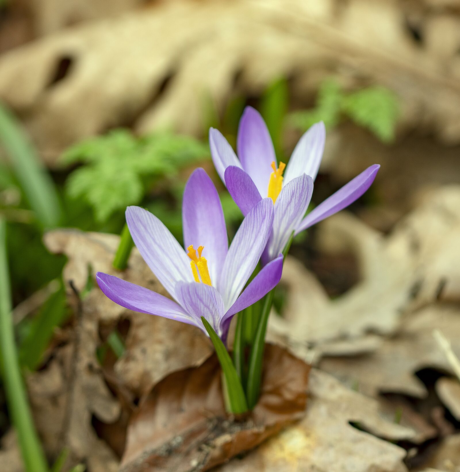 Canon EF 100mm F2.8L Macro IS USM sample photo. Crocus, spring, wildflower photography