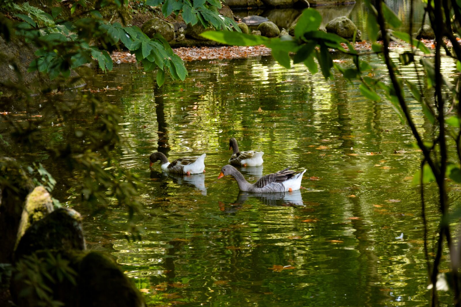 Nikon D5300 sample photo. Geese, nature, landscape photography
