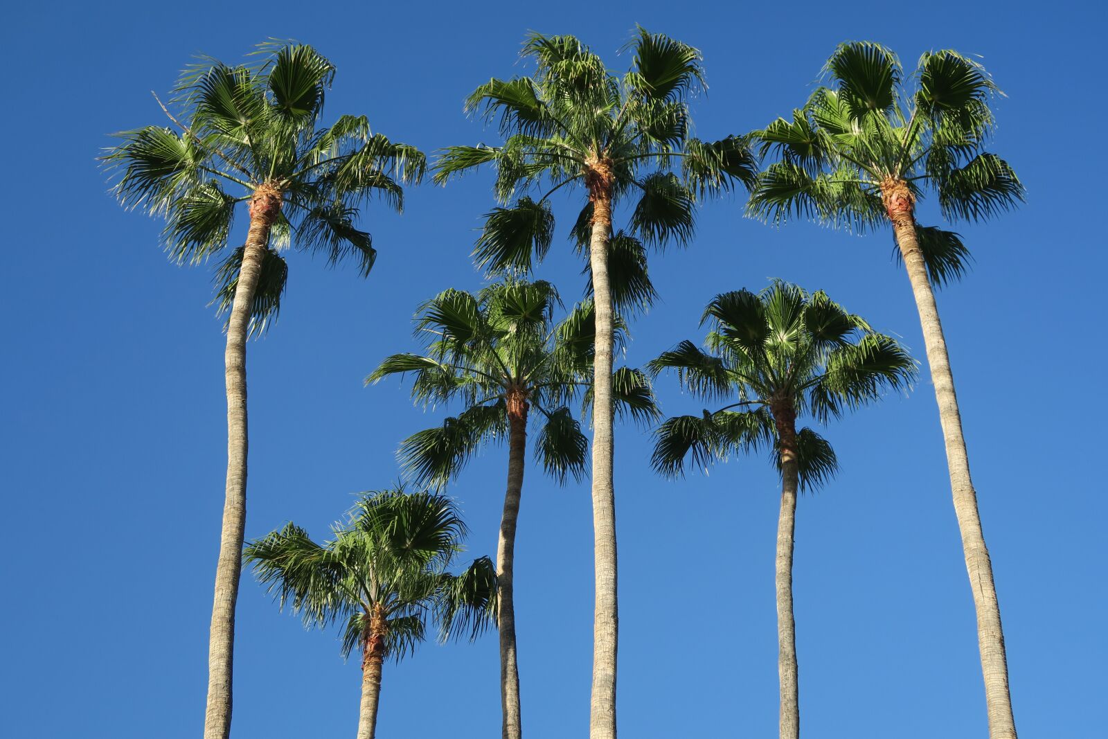Canon PowerShot G7 X sample photo. Palm trees, blue sky photography