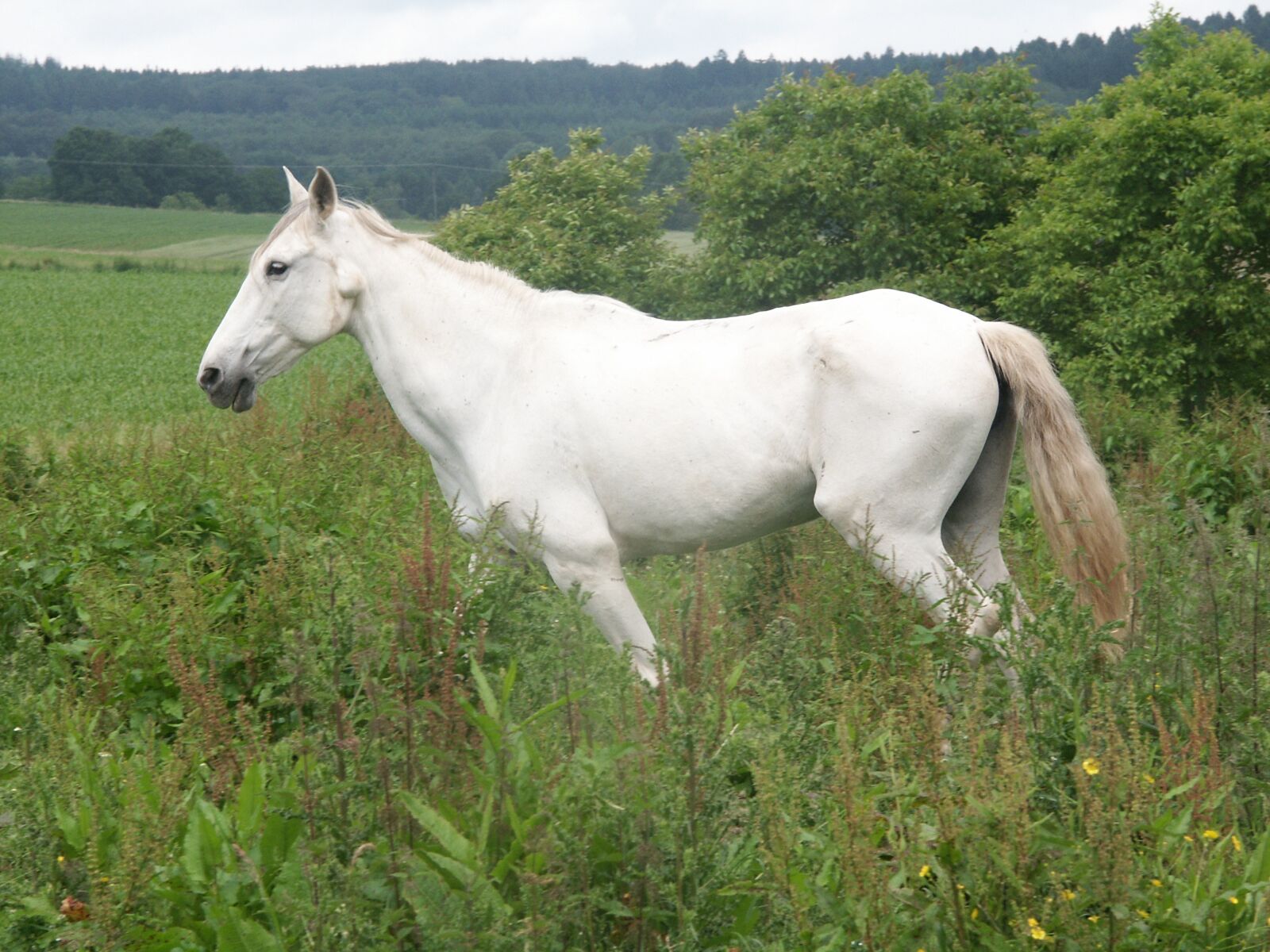KONICA MINOLTA DiMAGE 7Hi sample photo. Horse, white, mold photography