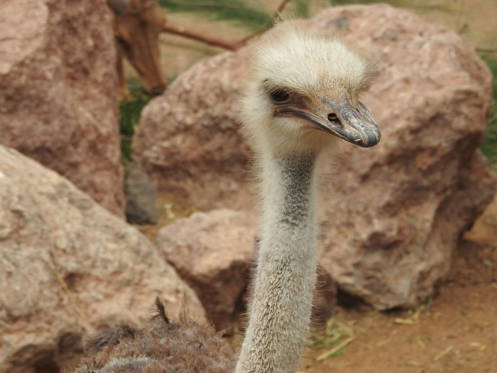 Nikon Coolpix P900 sample photo. Ostrich, zoo, stone photography