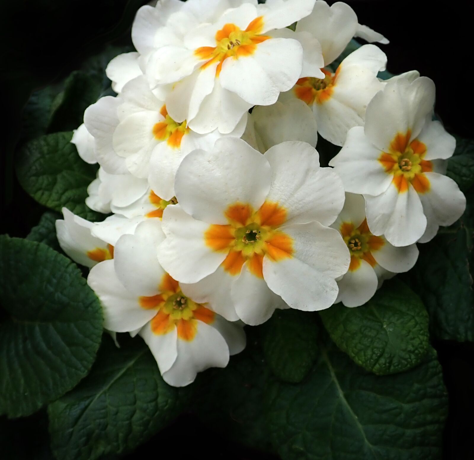 Olympus TG-5 sample photo. Primrose, white, flower photography
