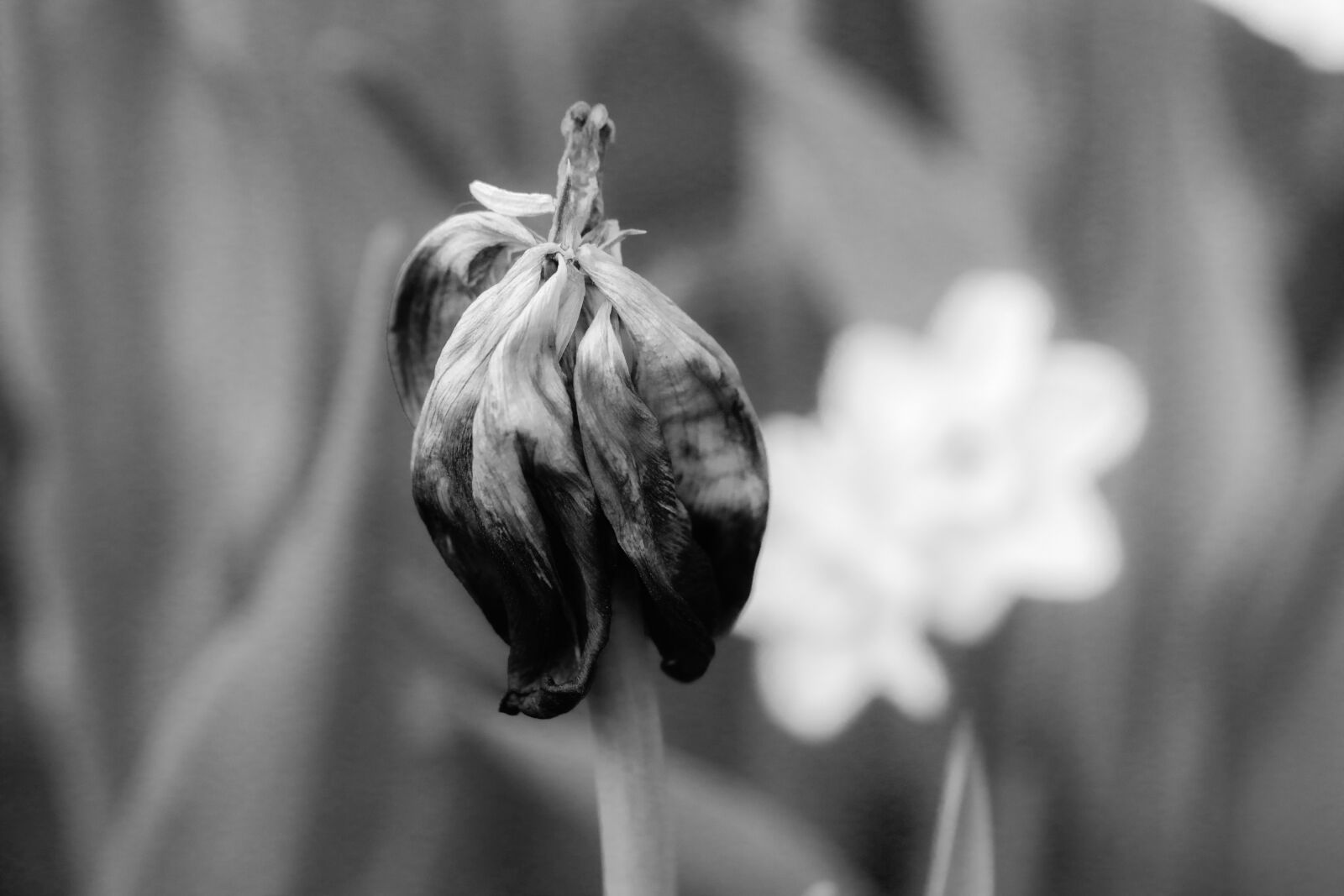 Canon EOS R sample photo. Flower, withered, tulip photography
