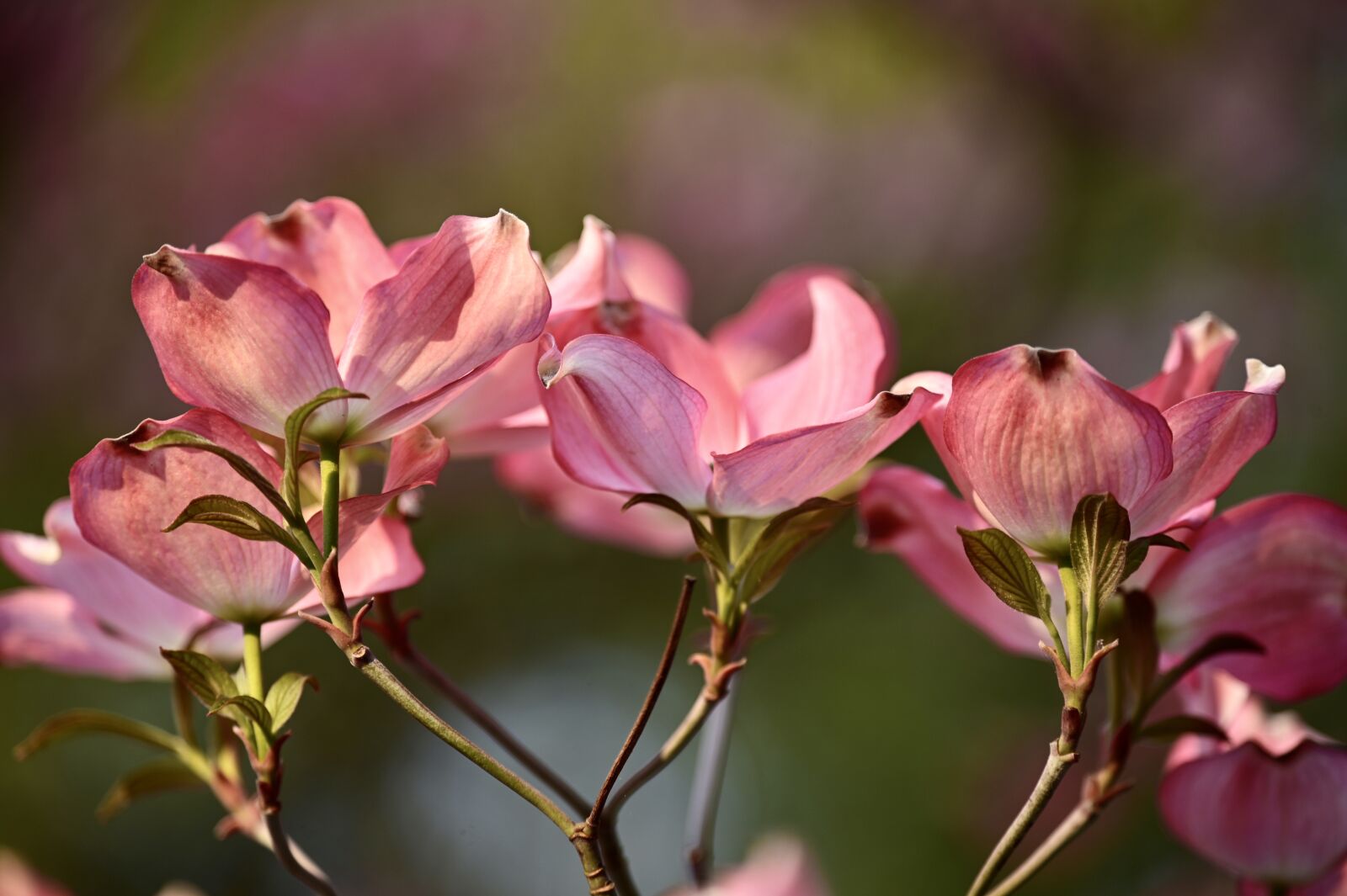 Nikon Z6 sample photo. Cornus, flowering twig, blossom photography