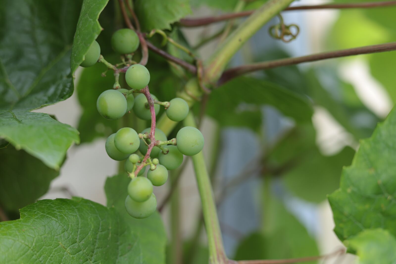 Canon EOS 6D Mark II sample photo. Grapes, green, summer photography