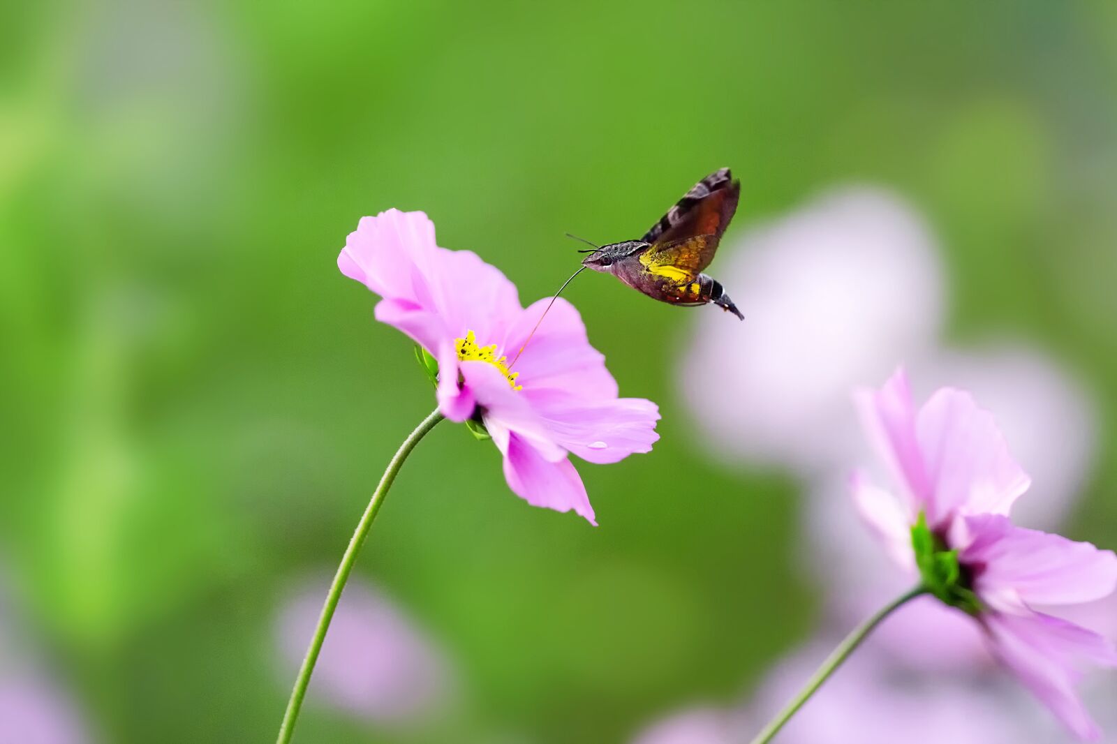 Sony a7R IV sample photo. Natural, insect, houjaku photography