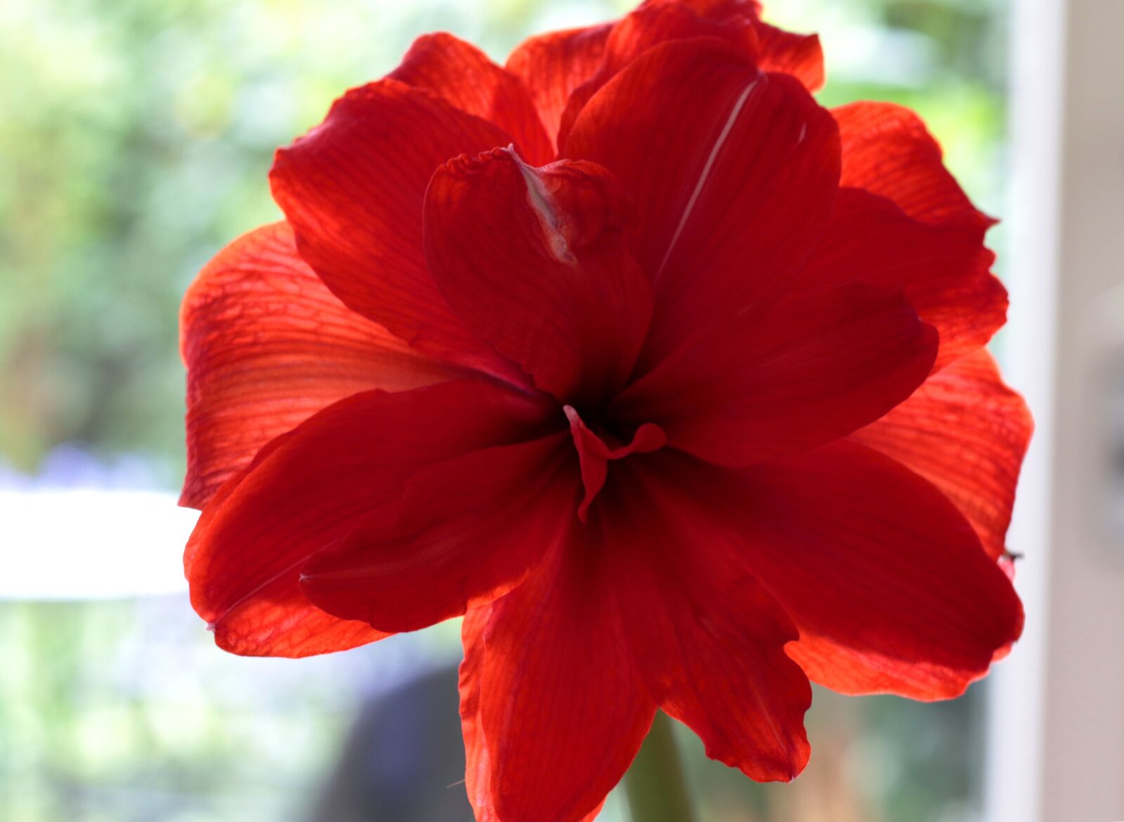 Canon EOS 7D Mark II + Canon EF 50mm F1.8 STM sample photo. Amaryllis, red, double photography
