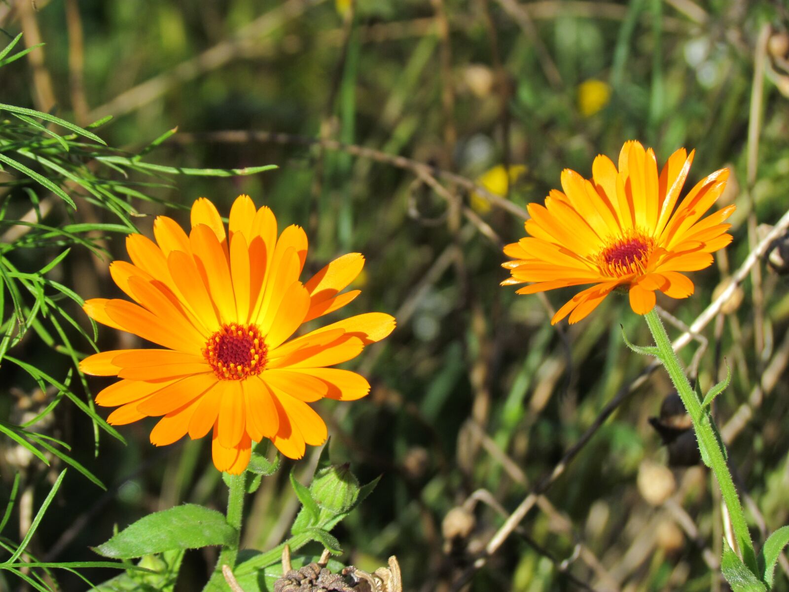Canon PowerShot SX30 IS sample photo. Flower, yellow, nature photography