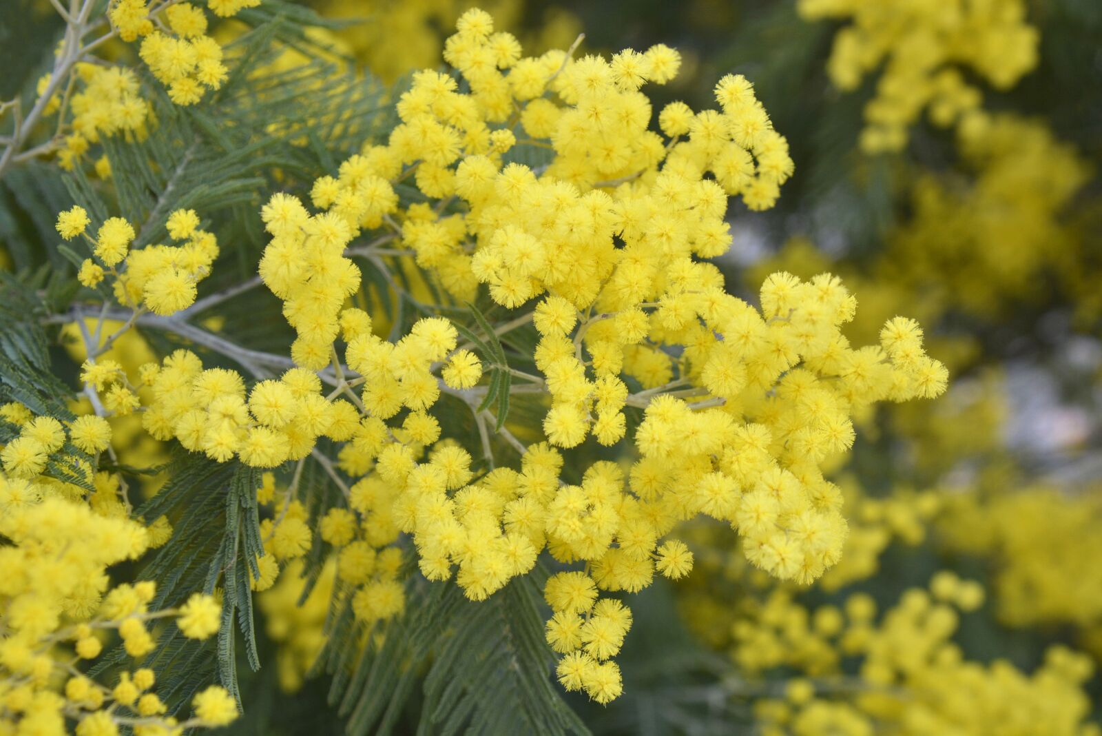 Nikon D7100 sample photo. Mimosa, flowering, flower photography