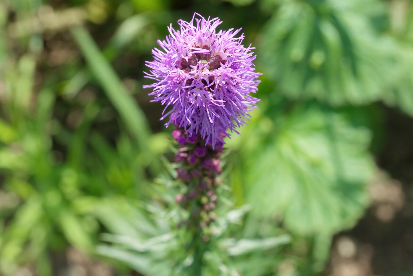 Nikon D5300 sample photo. Flower, inflorescence, the purple photography
