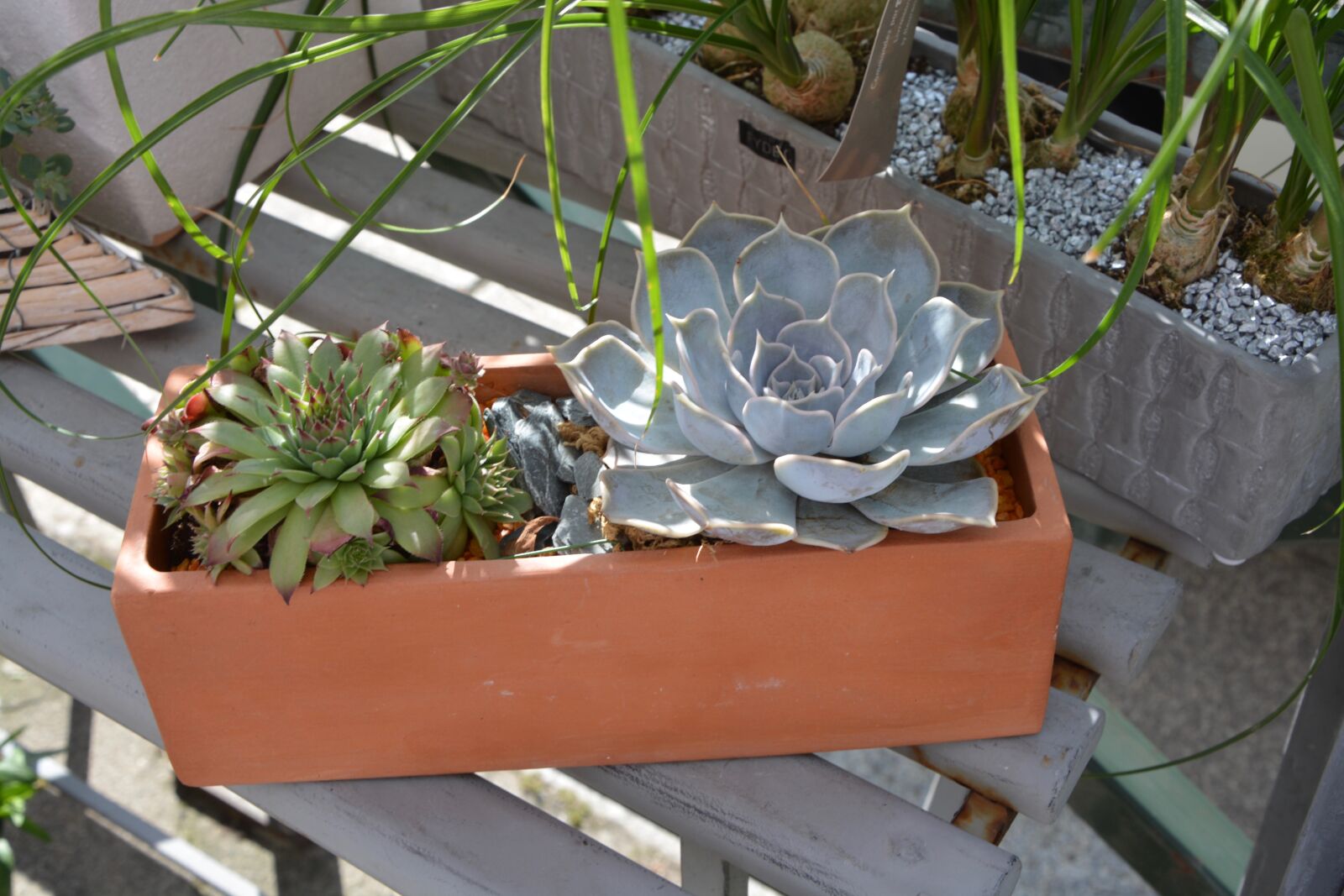 Nikon D5200 sample photo. Plant, floral composition, offered photography