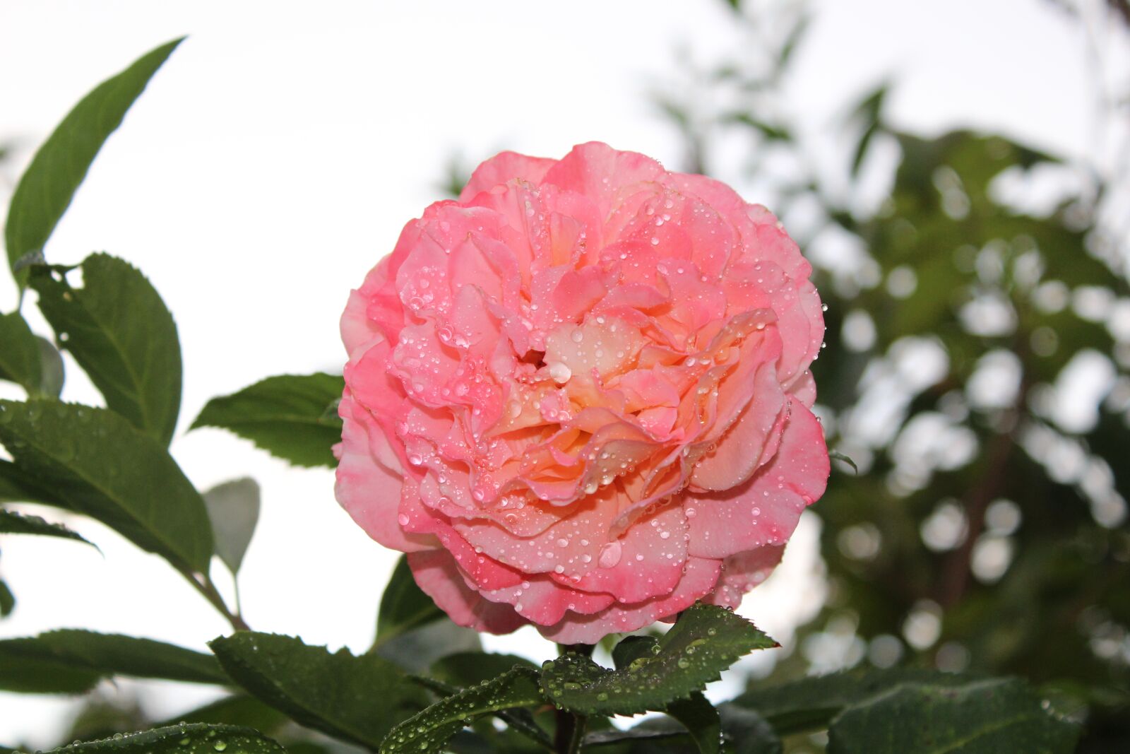 Canon EOS 1300D (EOS Rebel T6 / EOS Kiss X80) sample photo. Pink rose, rose, flower photography