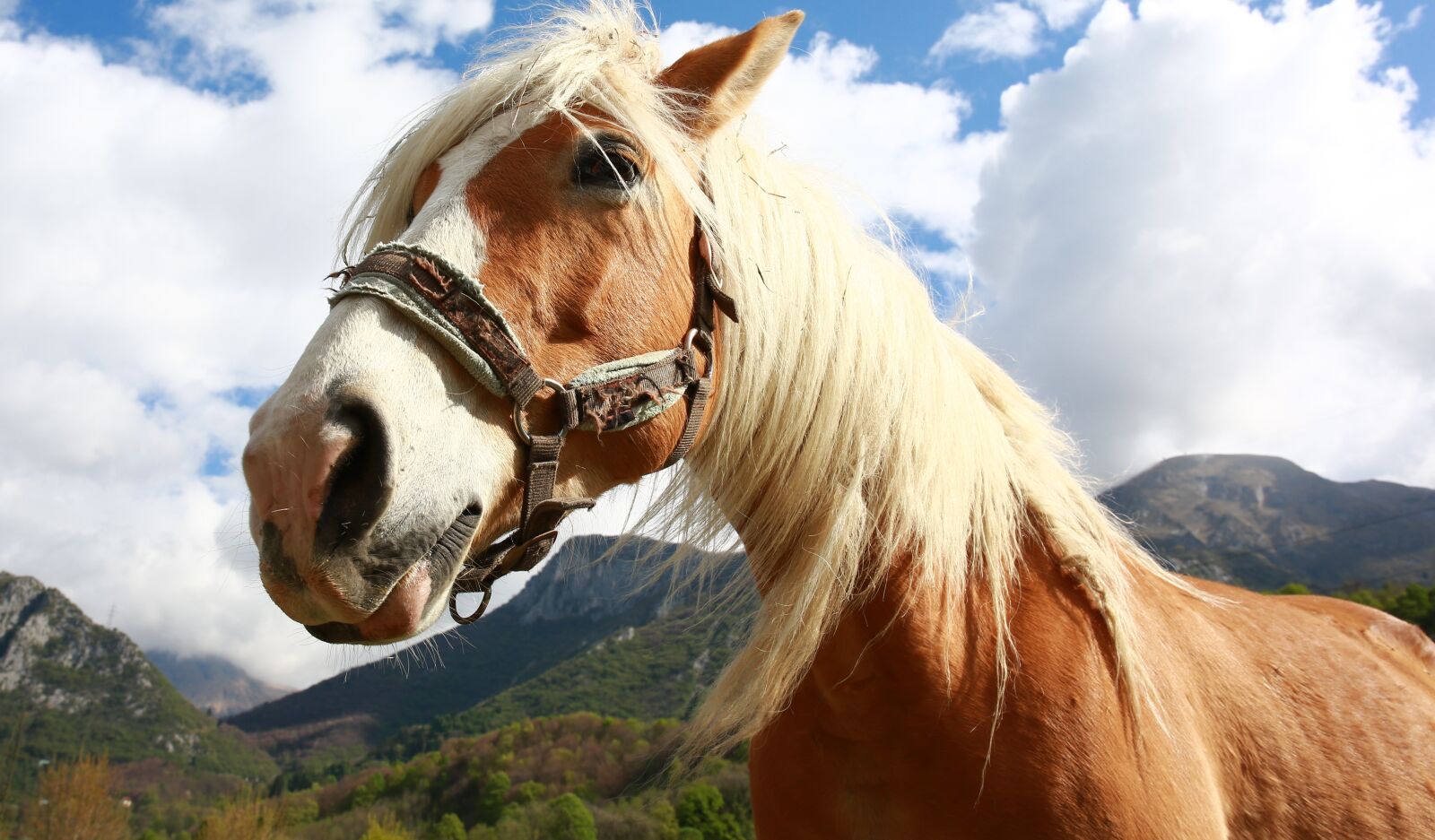 Canon EOS 5D Mark III sample photo. Horse, nature, mountain photography