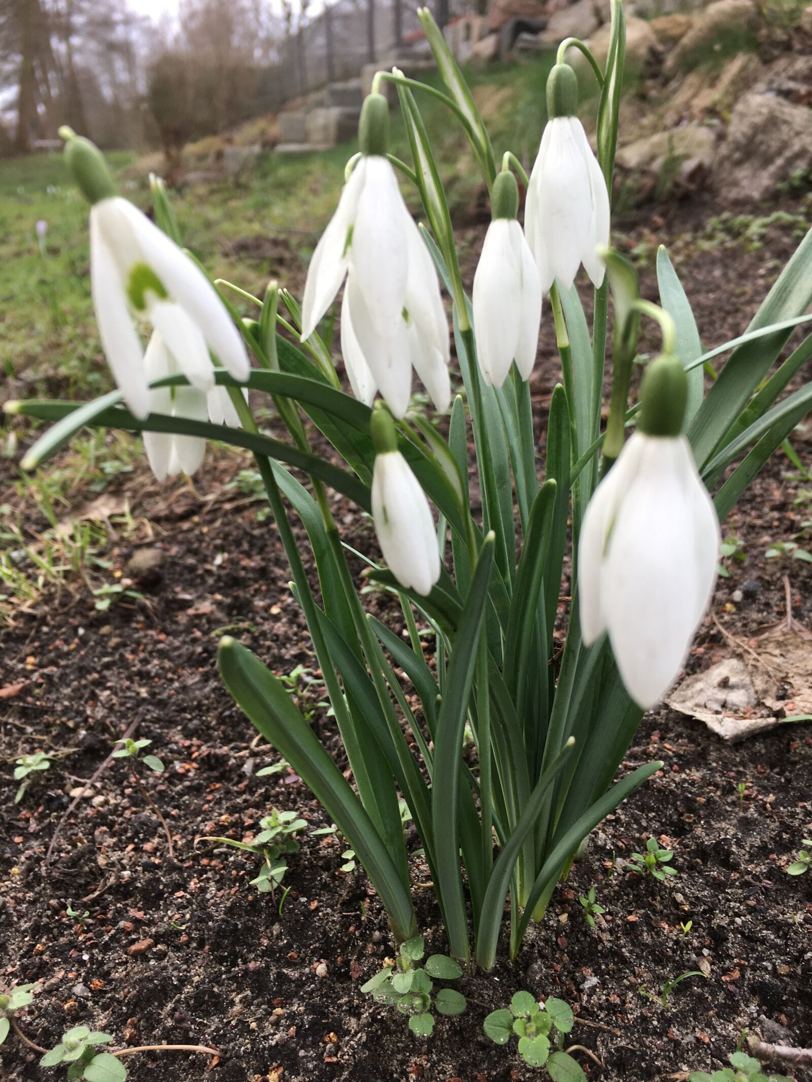 Apple iPhone 6s sample photo. Snowdrops, flowers, spring photography