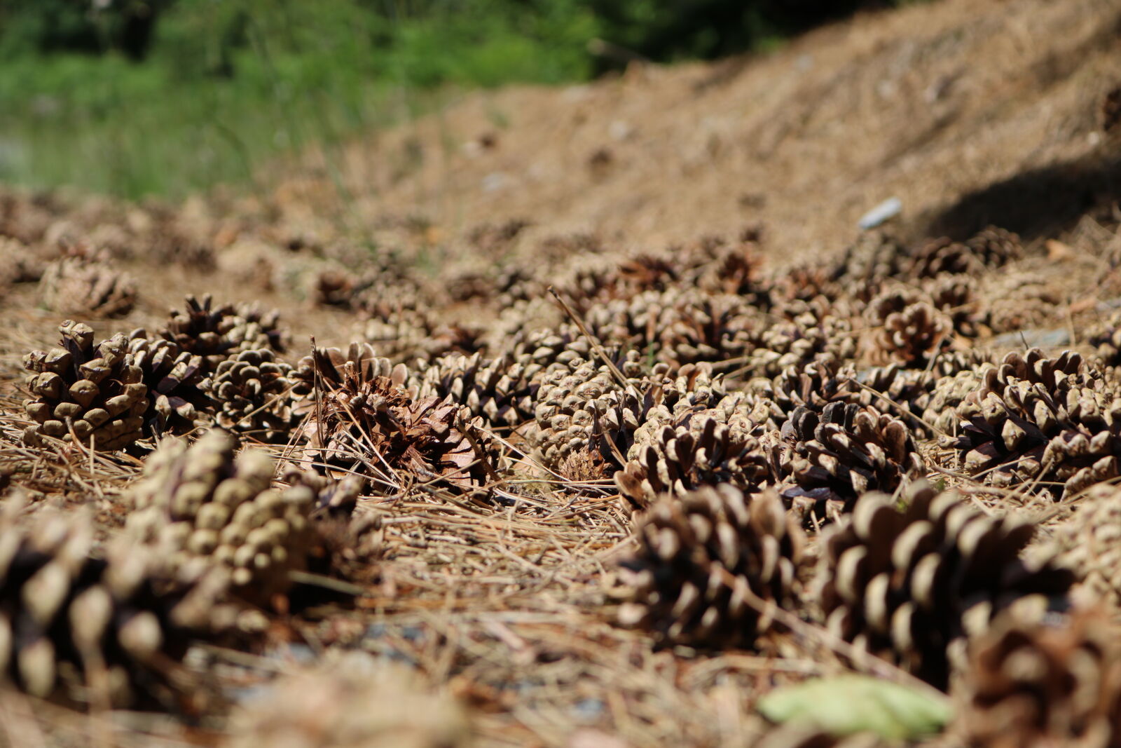 Canon EOS 750D (EOS Rebel T6i / EOS Kiss X8i) sample photo. Acorns, beauty, brown, forest photography