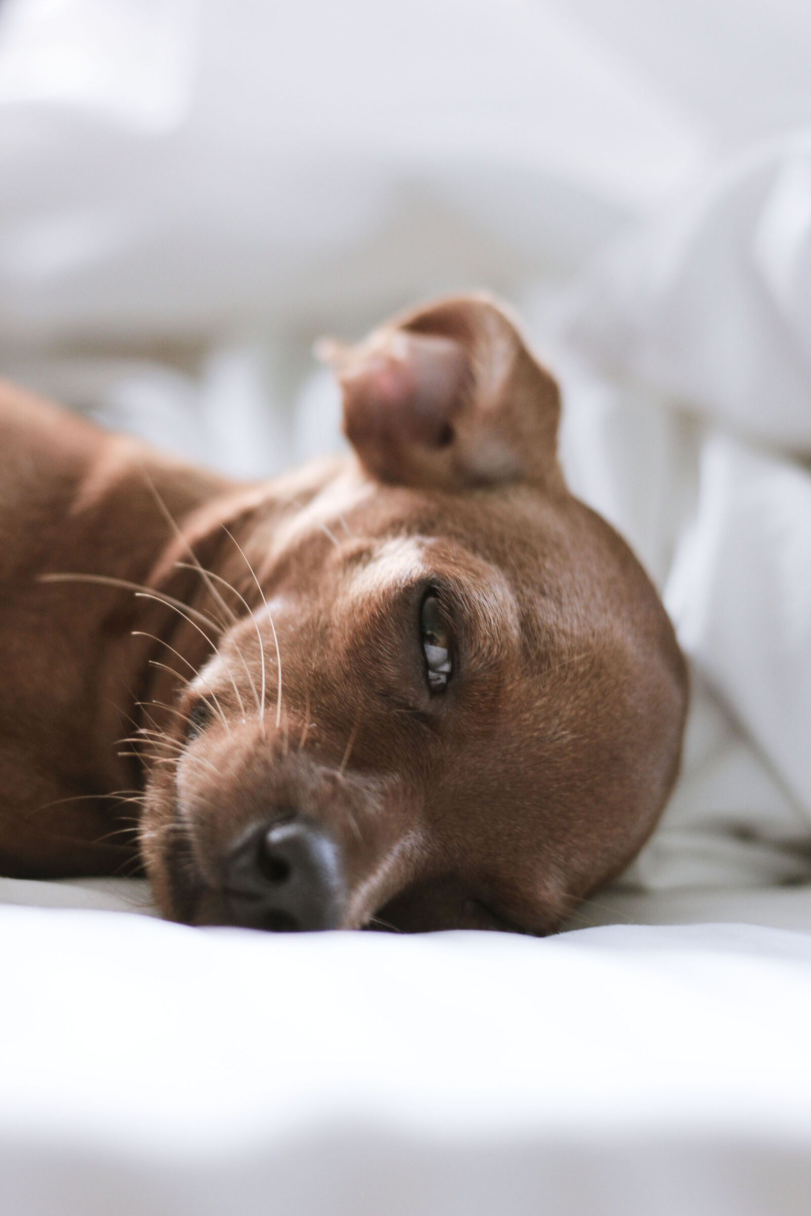 Canon EOS 600D (Rebel EOS T3i / EOS Kiss X5) + Canon EF 50mm F1.8 STM sample photo. Asleep, dog, dog, love photography