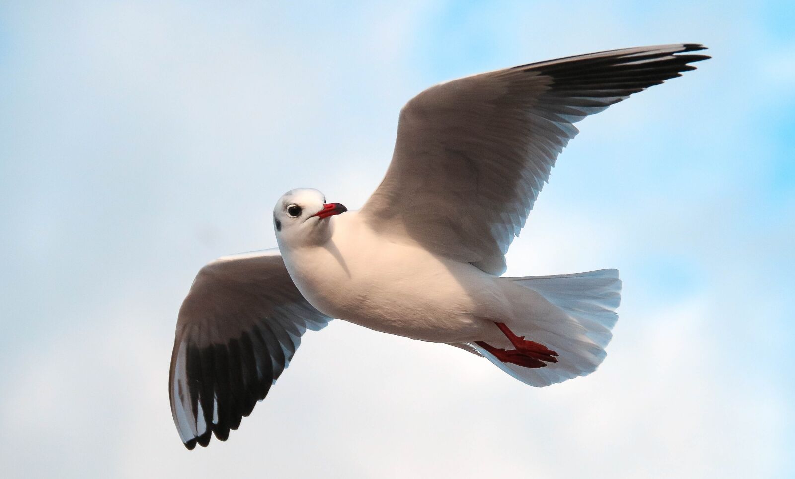 Canon EOS 70D sample photo. Seagull, bird, flight photography