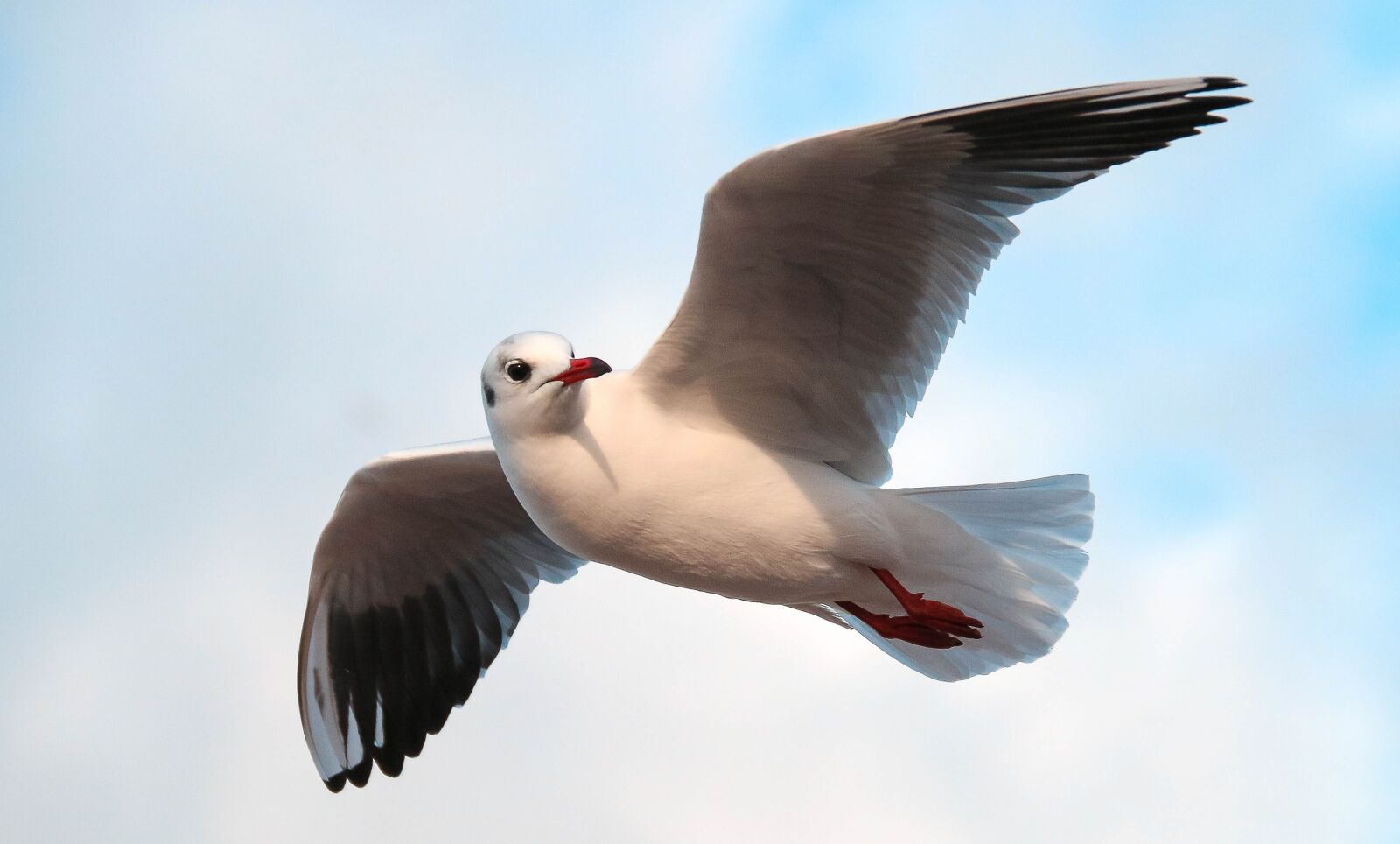 Canon EF-S 18-200mm F3.5-5.6 IS sample photo. Seagull, bird, flight photography