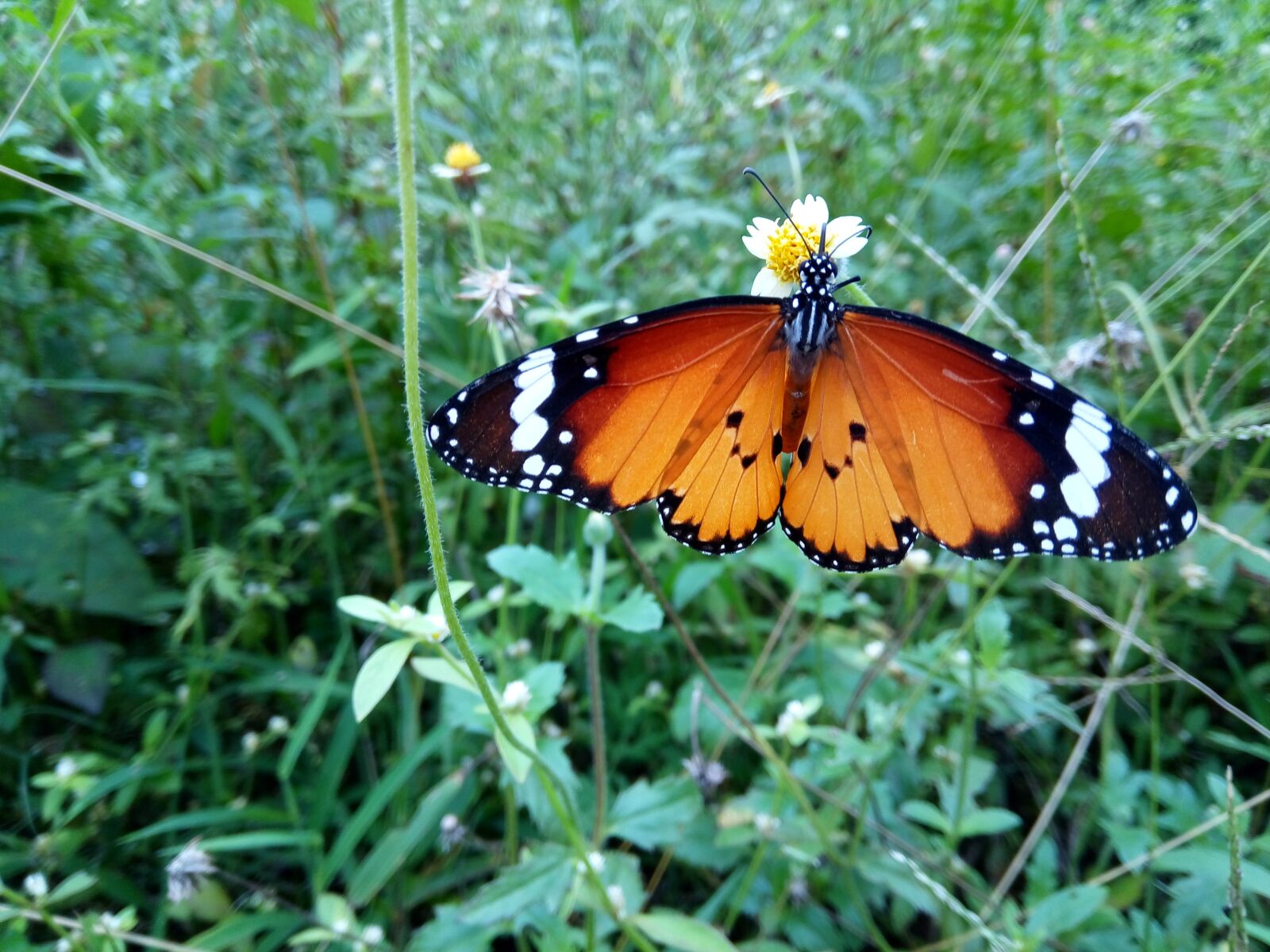 GIONEE A1 lite sample photo. Single, butterfly, in photography