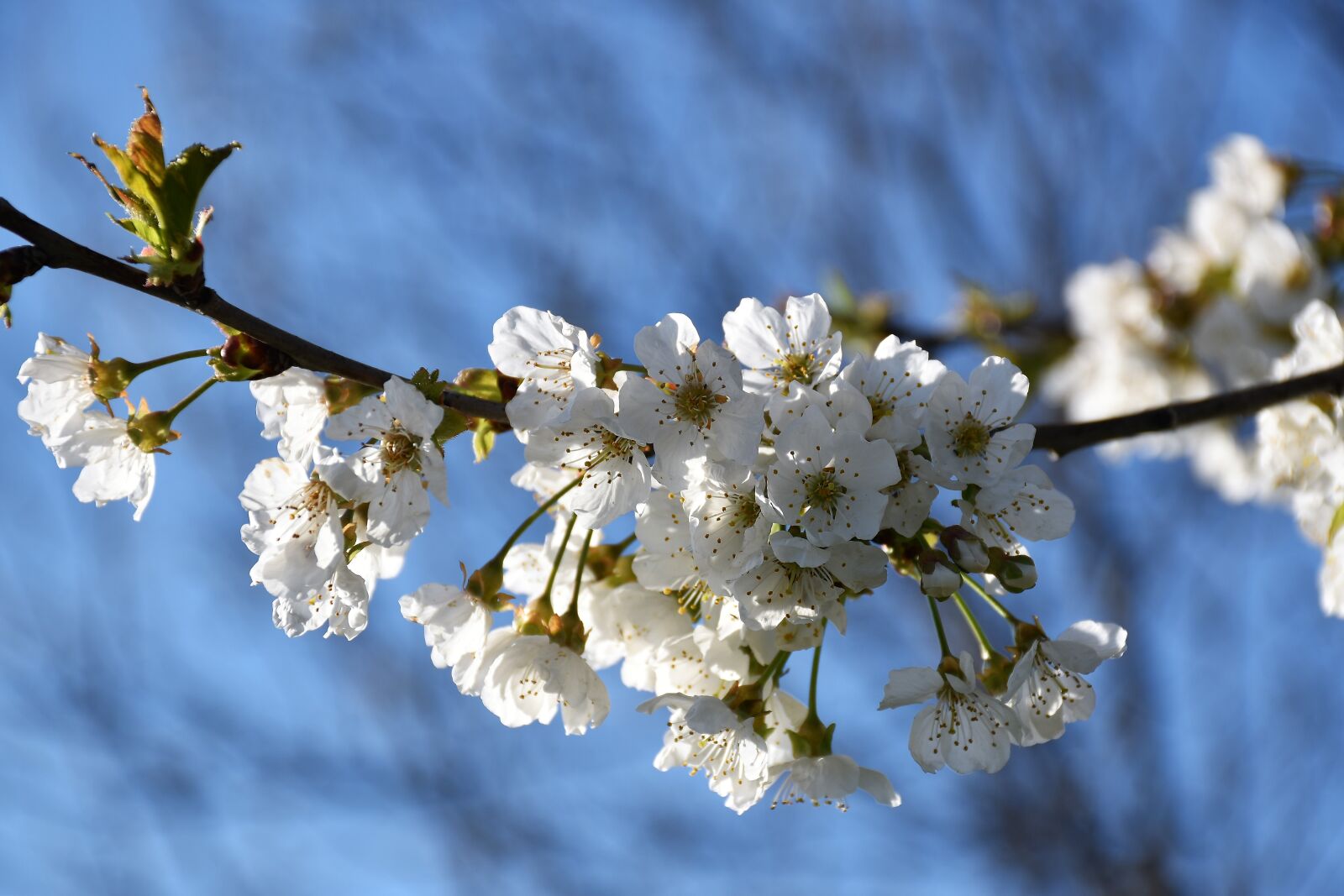 Nikon D5600 sample photo. White flowers, branches, spring photography