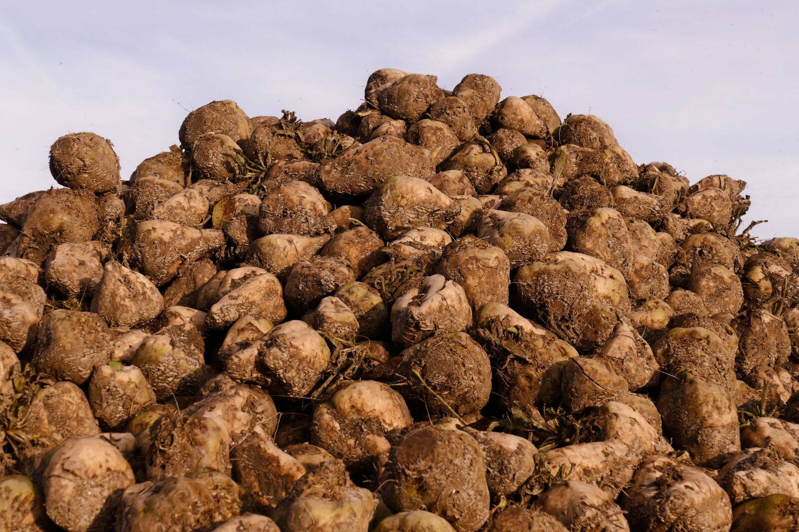Panasonic Lumix DMC-FZ1000 sample photo. The maximum, sugar beet photography
