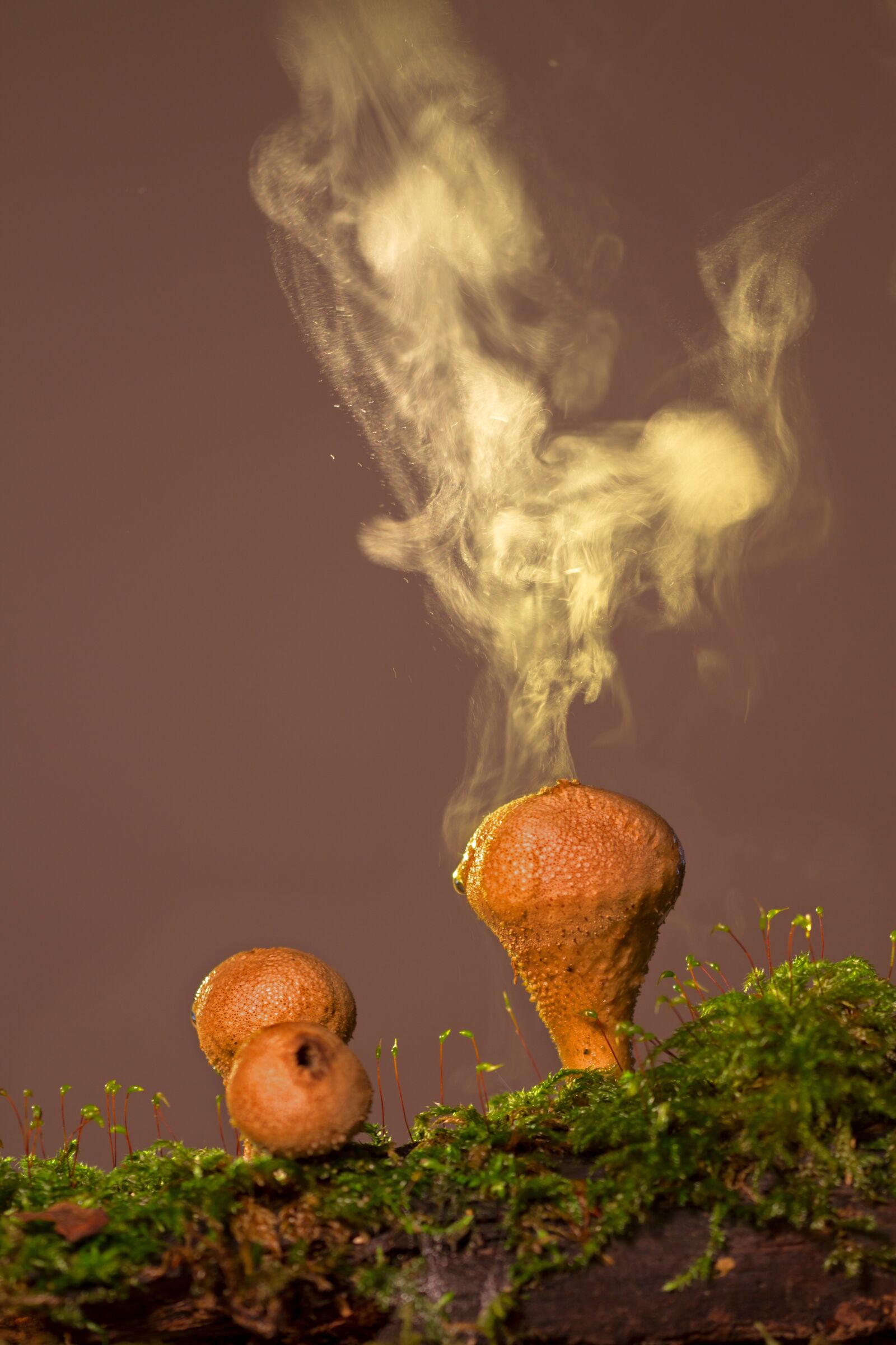 Canon EOS 7D sample photo. Bovist, dusting, umbrinum photography
