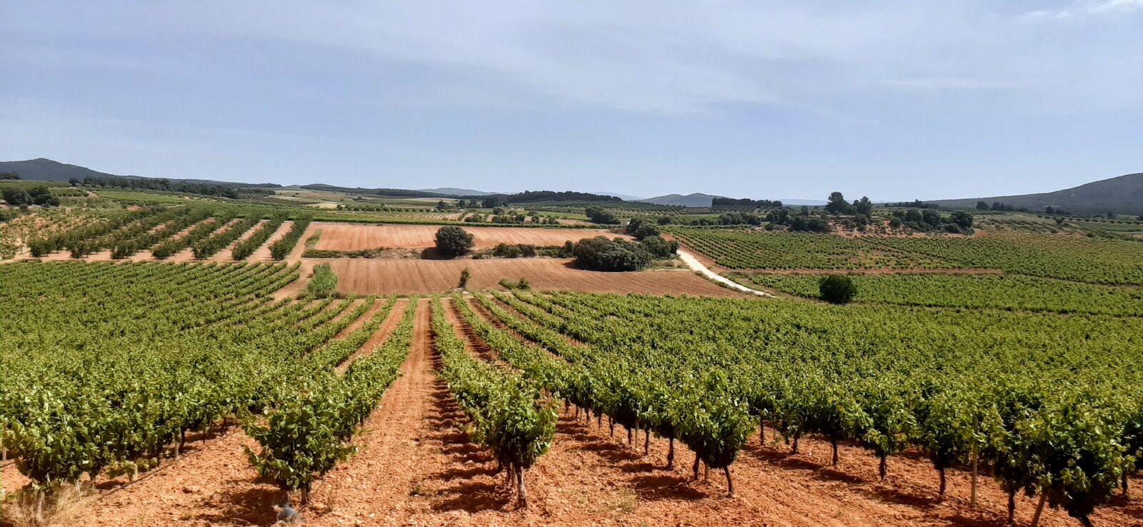 Samsung Galaxy A50 sample photo. Landscape, vineyards, agriculture photography