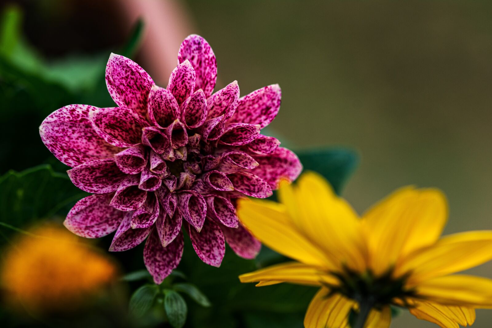 Nikon D7100 sample photo. Flower, in bloom, color photography