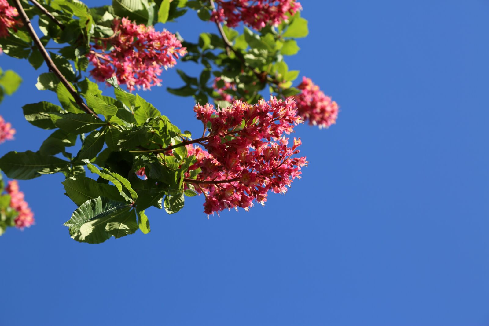 Canon EF 24-105mm F4L IS USM sample photo. Plant, flower, nature photography