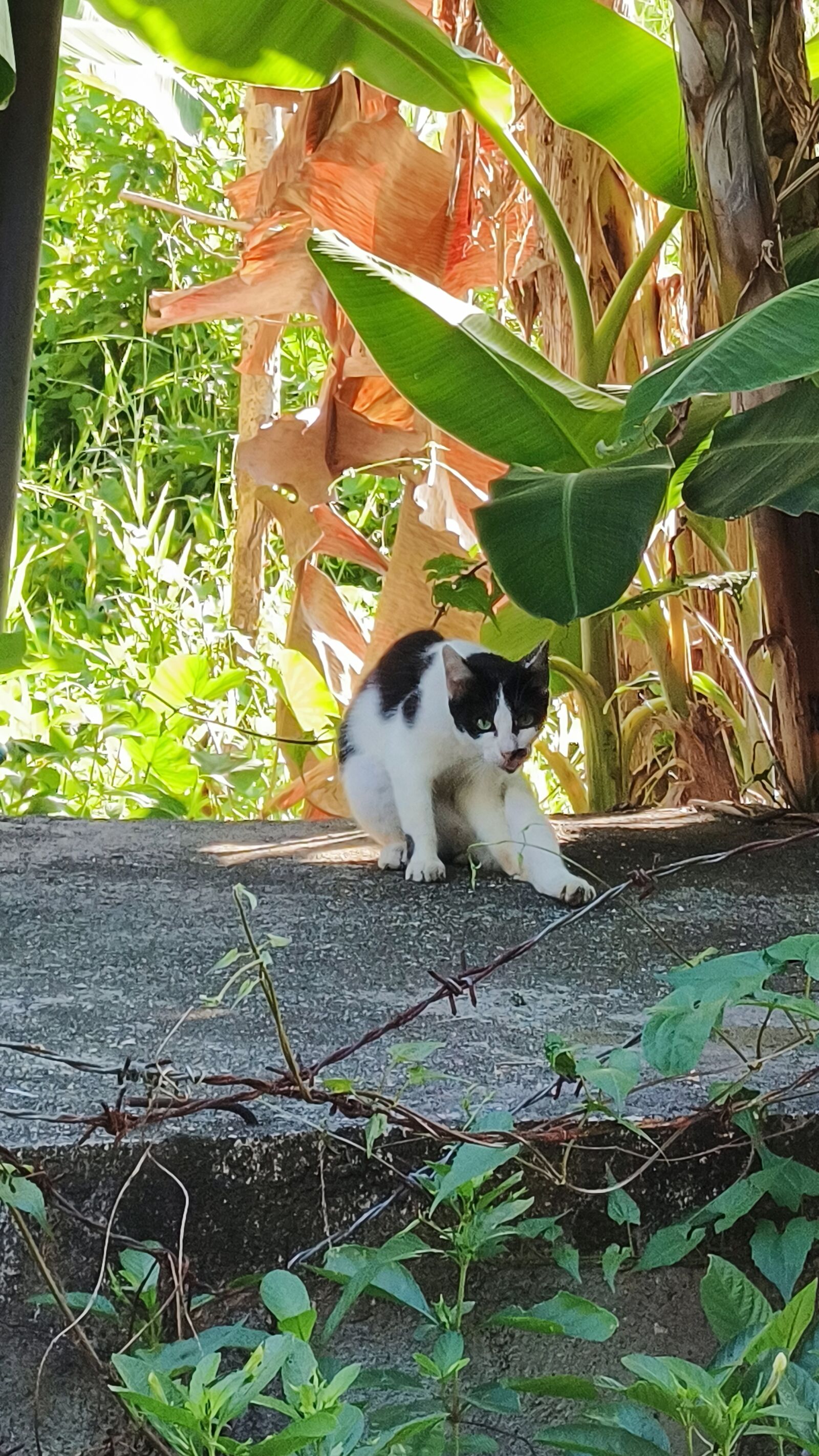 Infinix X6871 sample photo. Caticus photography
