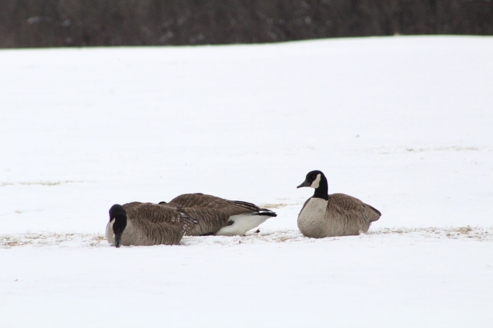 Canon EF 75-300mm f/4-5.6 sample photo. Geese, snow photography