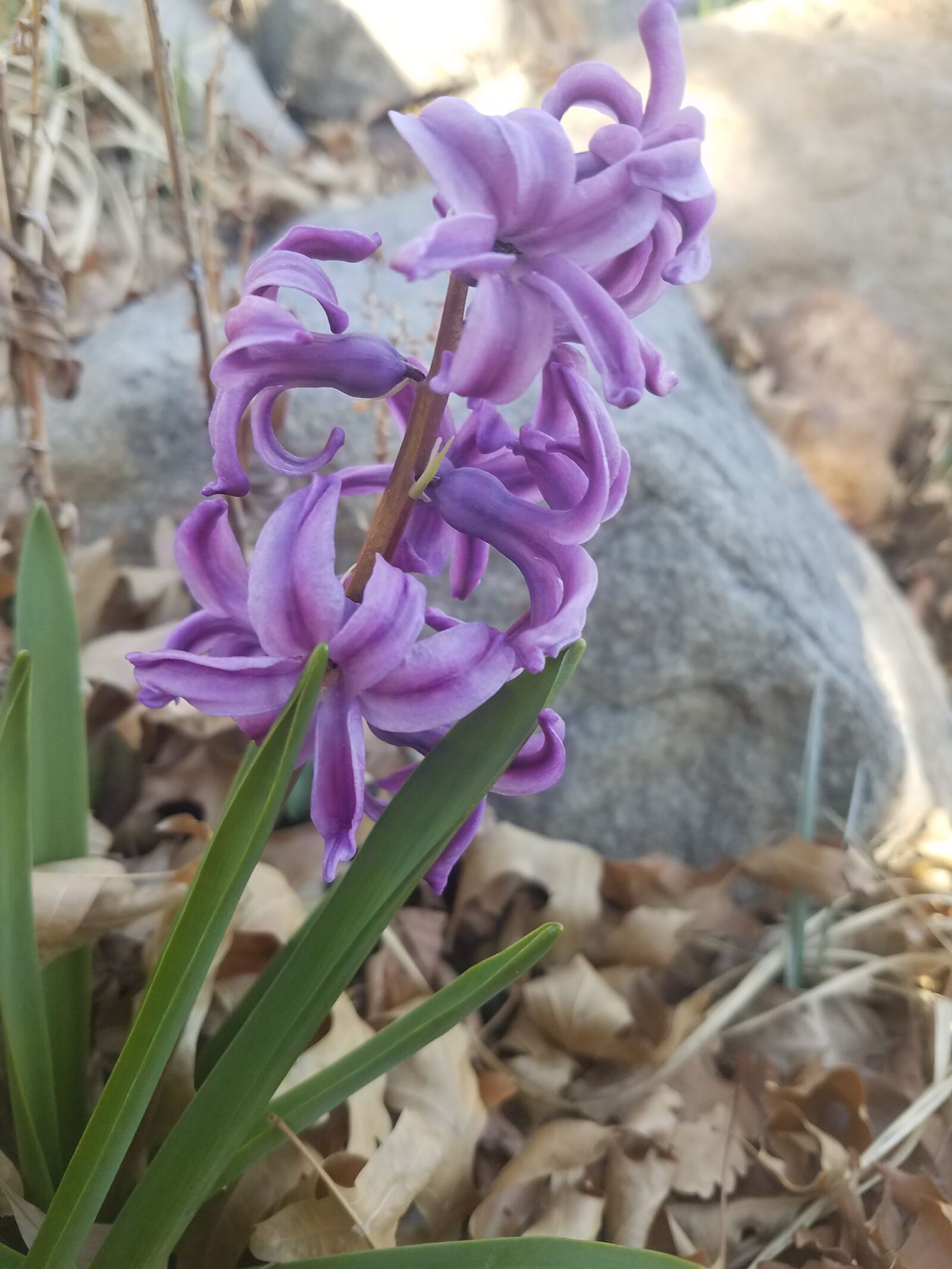 Samsung Galaxy S7 sample photo. Outdoor, nature, flowers photography