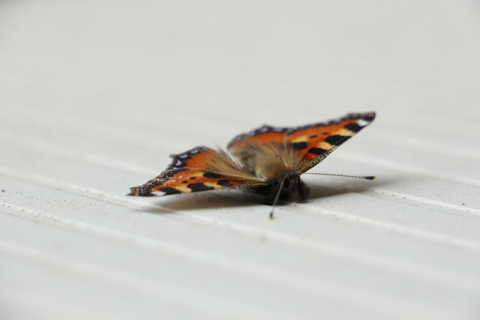 Canon EOS 700D (EOS Rebel T5i / EOS Kiss X7i) sample photo. Butterfly photography