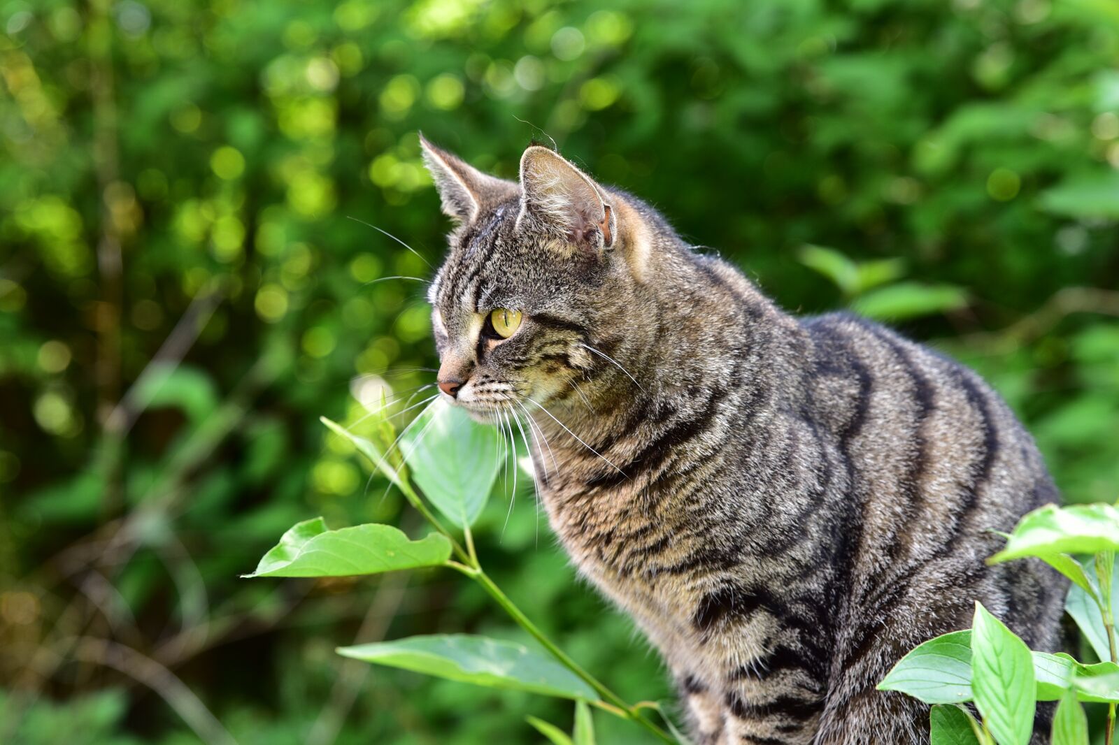 Nikon D750 sample photo. Cat, attention, animal photography