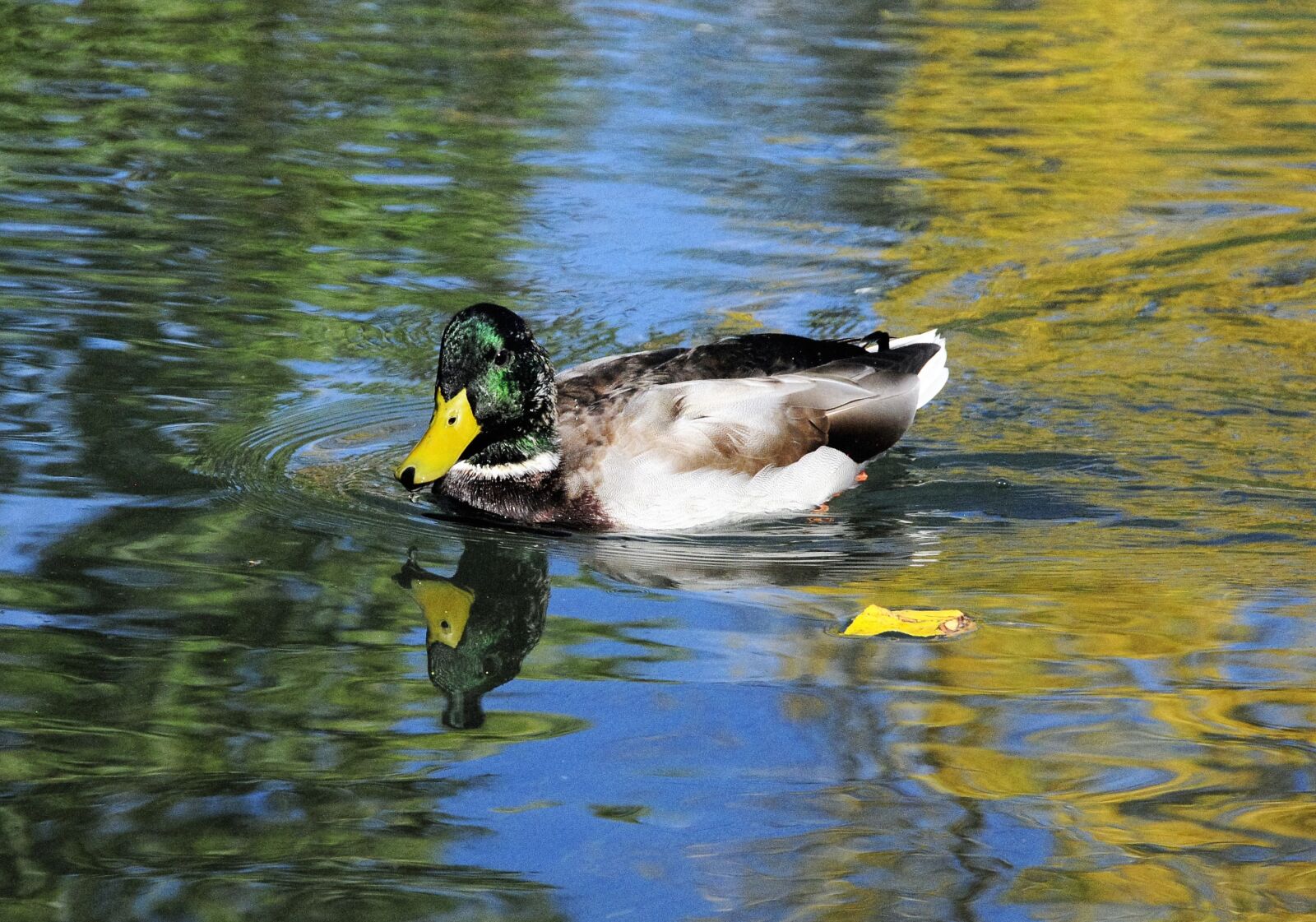 Nikon D300 sample photo. Duck, bird, water photography