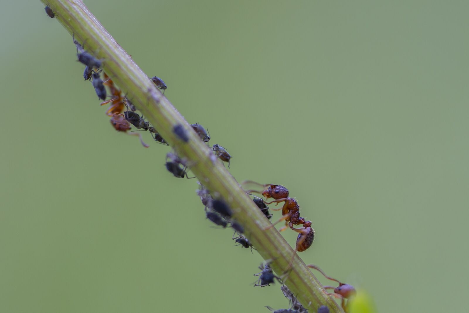 Tamron SP AF 60mm F2 Di II LD IF Macro sample photo. Ant, red ant, louse photography