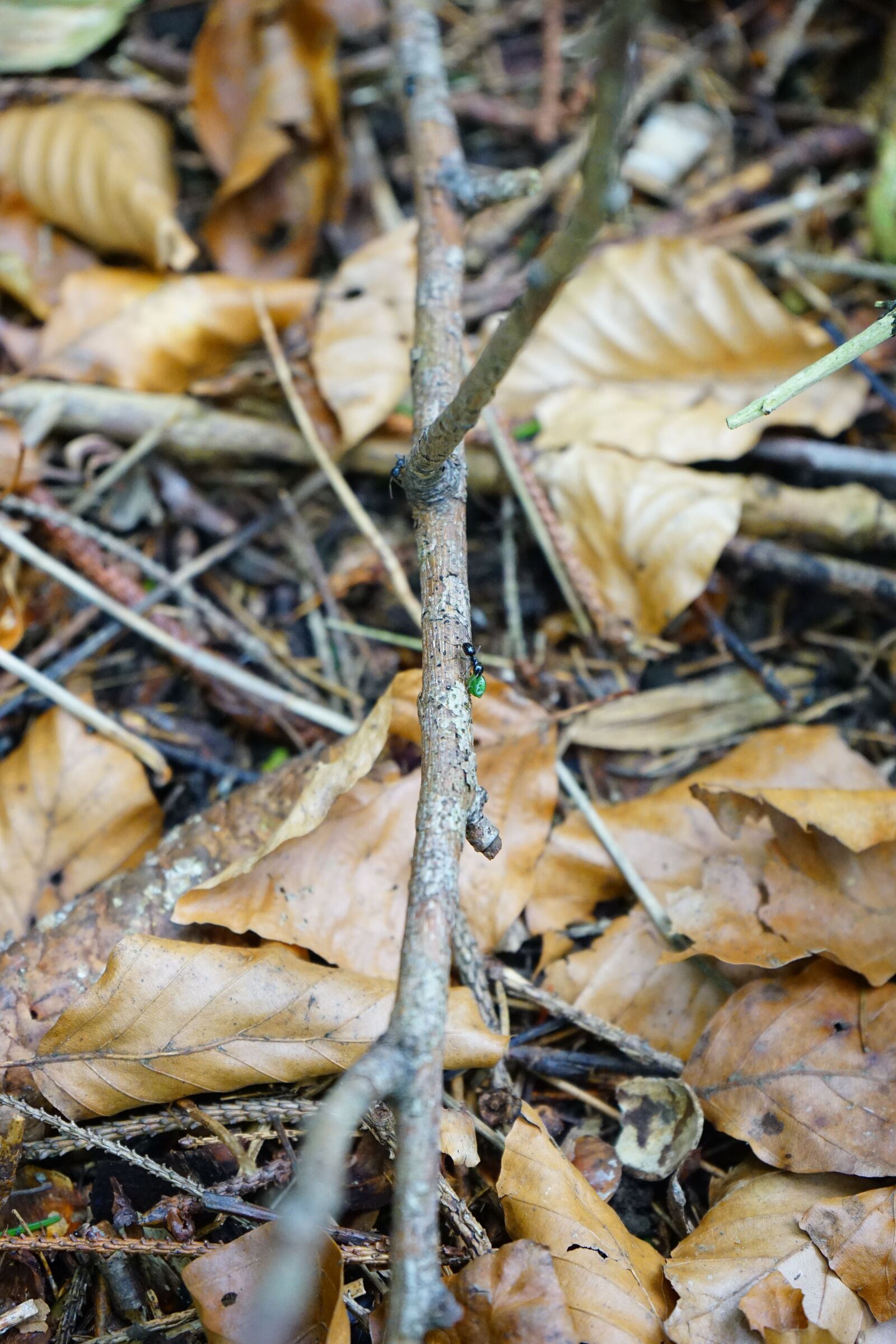 Sony a7 + Sony FE 28-70mm F3.5-5.6 OSS sample photo. Ant street, dead wood photography