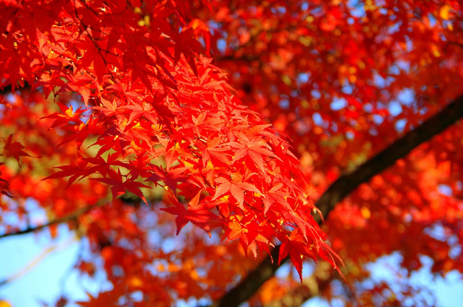 Pentax K-30 sample photo. Maple, autumn, autumnal leaves photography