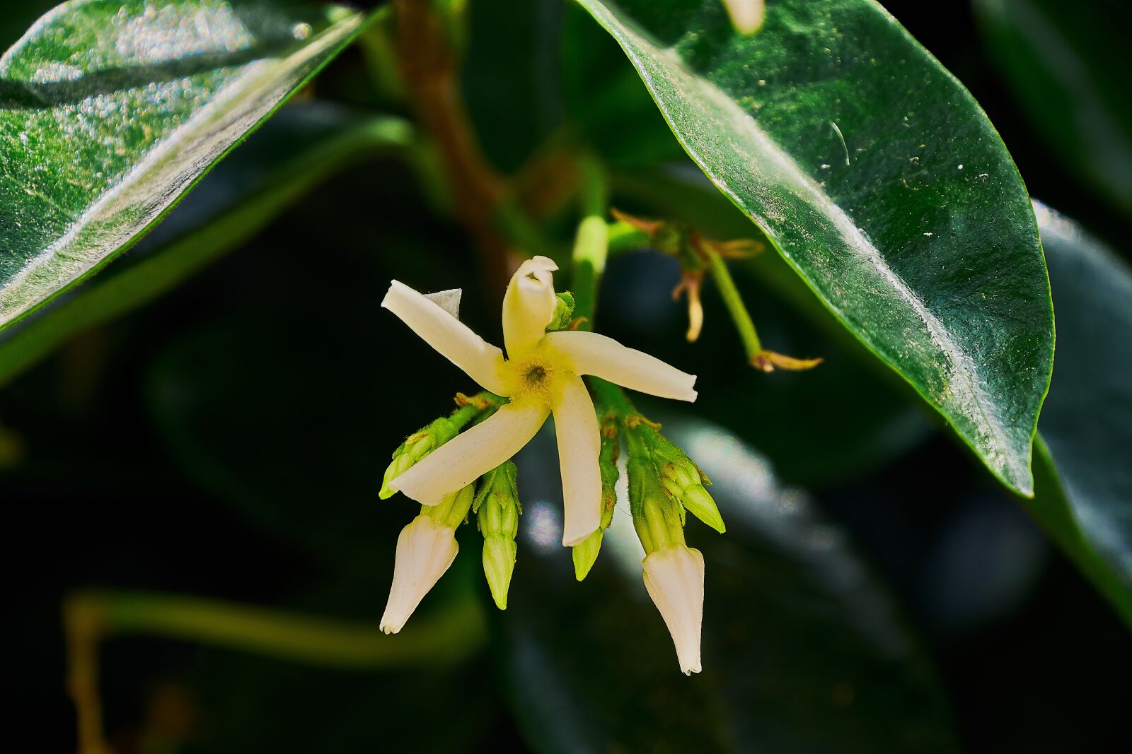 Nikon D7200 sample photo. Jasmine, flower, flowers photography